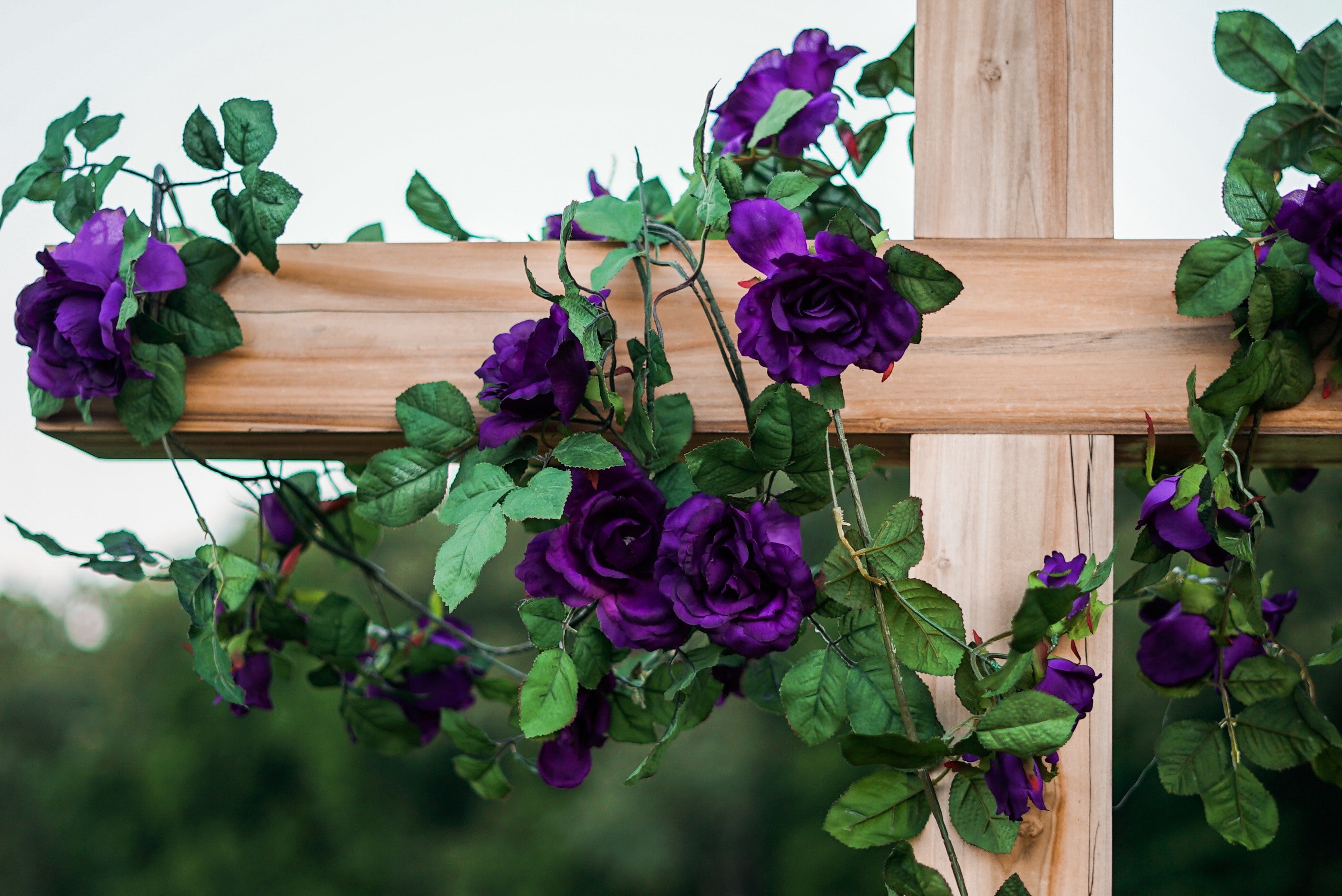roses of royalty 4k, HD Wallpaper