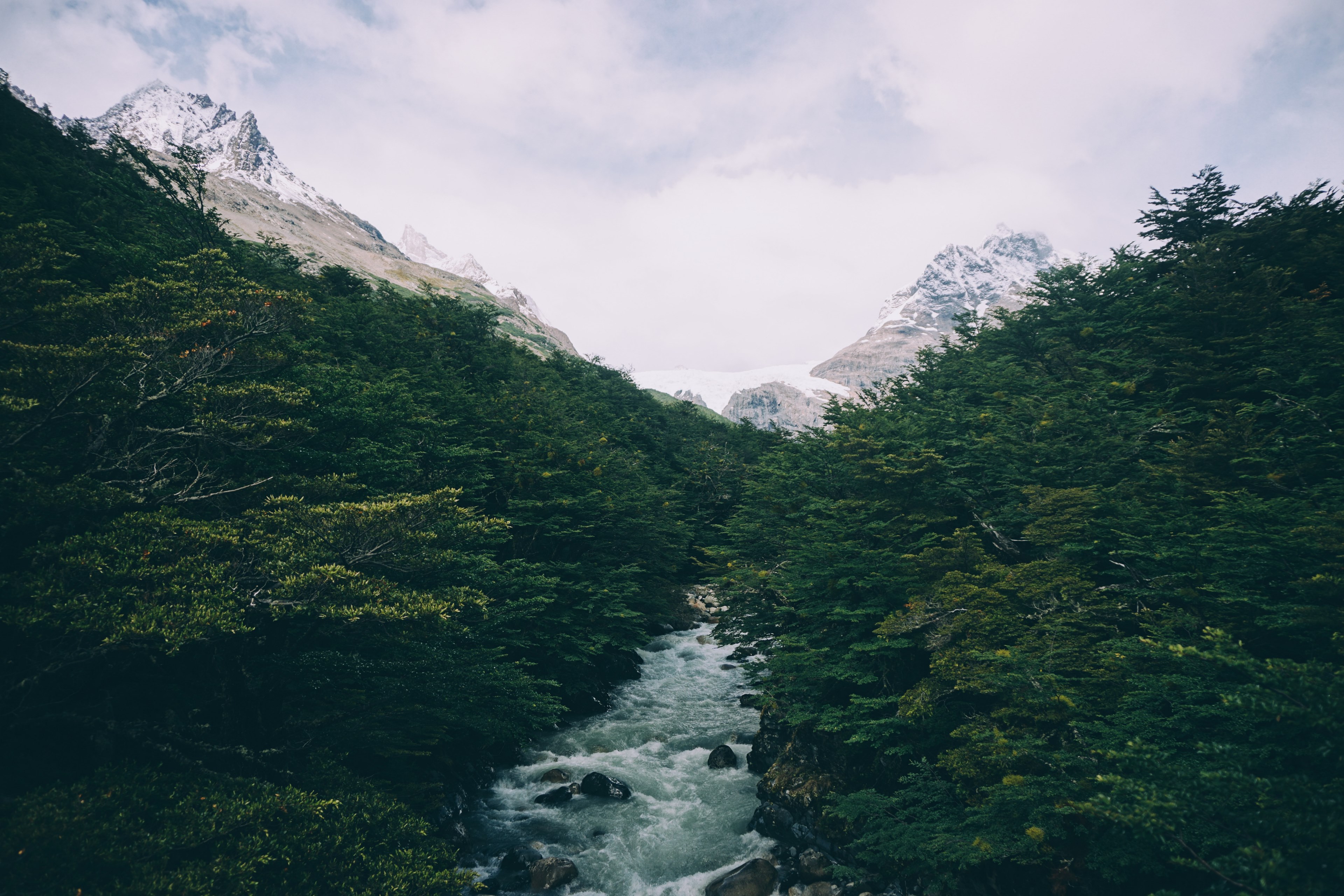 a frothy tree lined stream in the mountains in torres del paine national park, mountain river 4k, HD Wallpaper