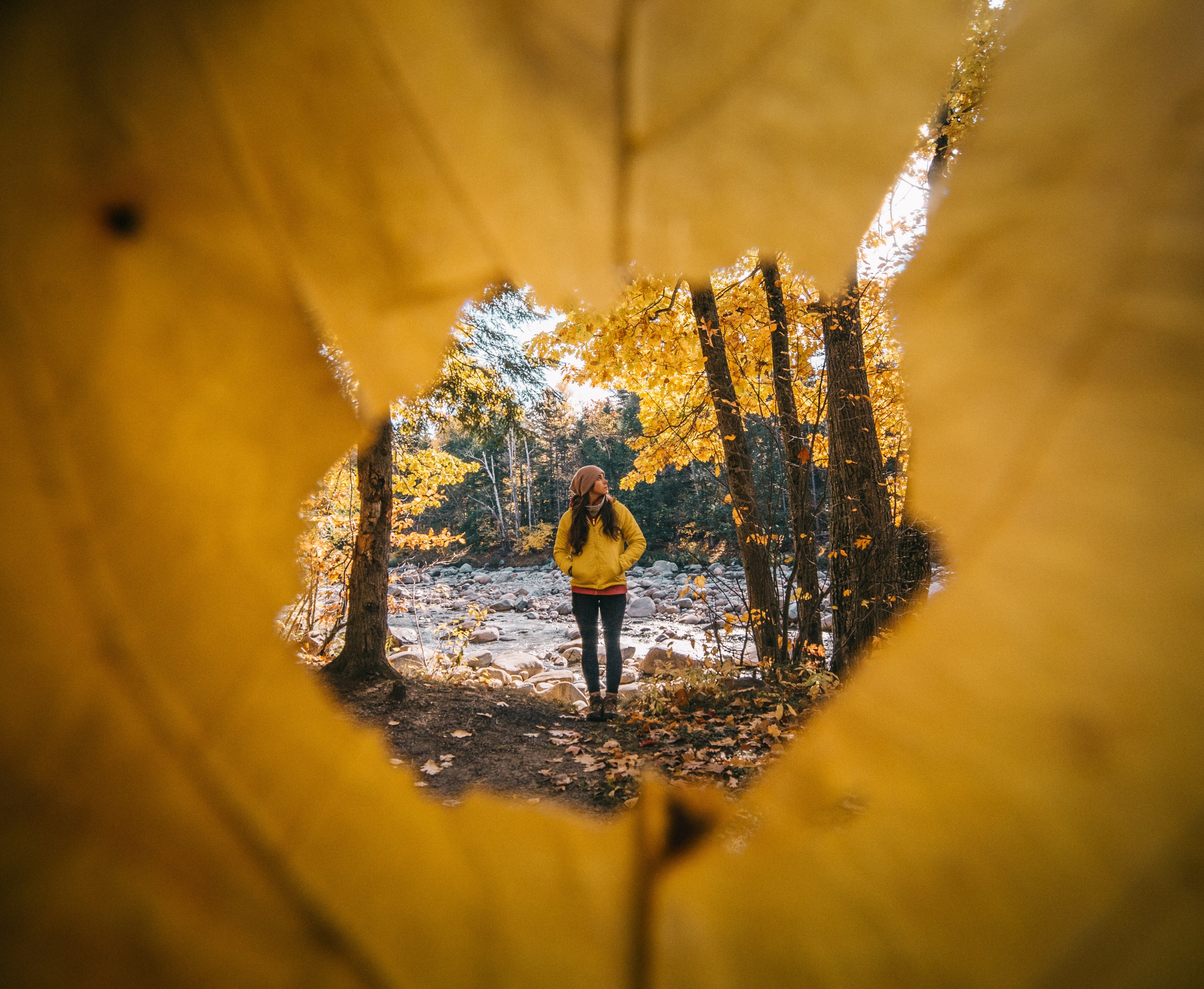 outdoor tree perspective and color 4k, HD Wallpaper