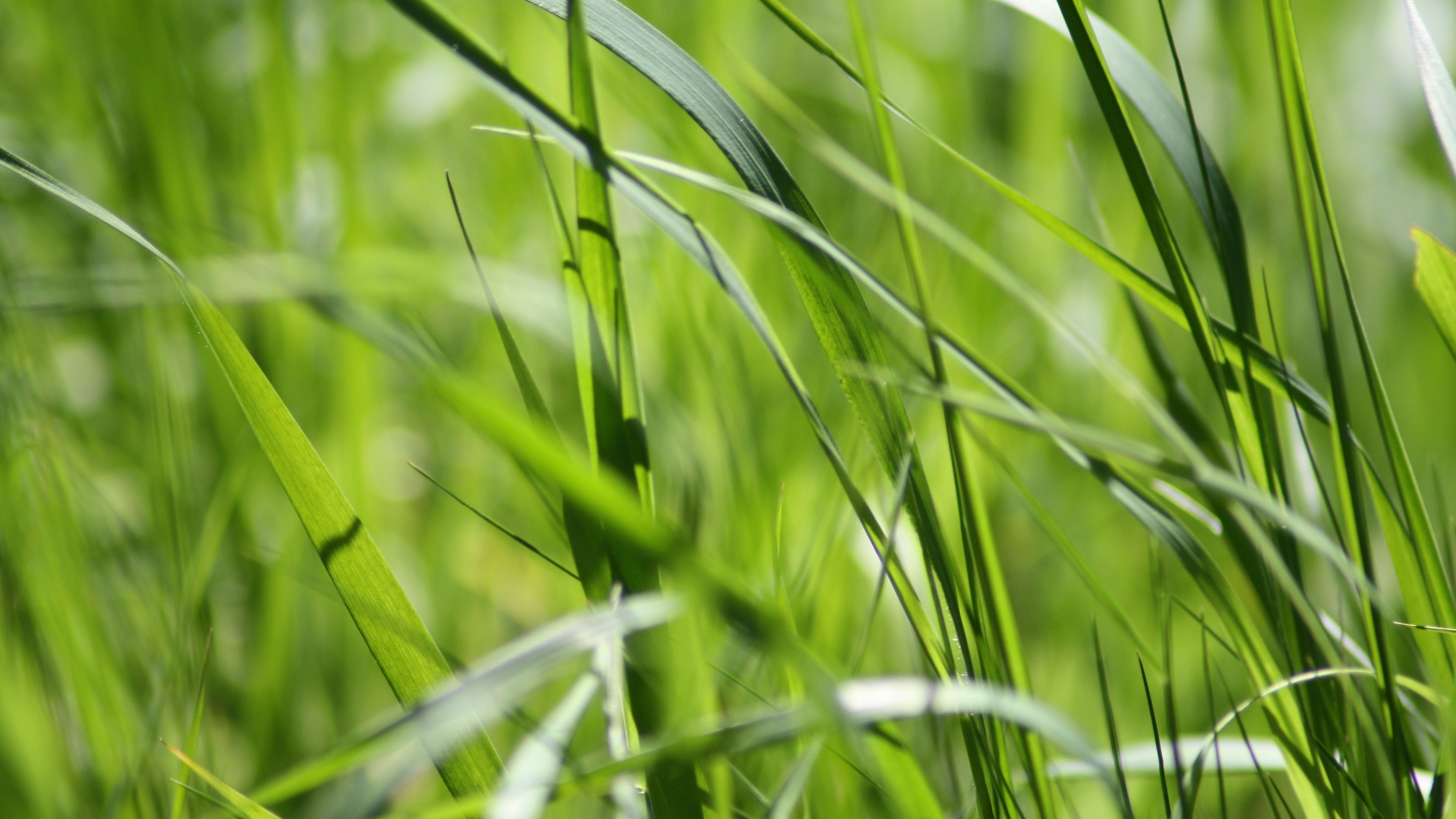 grass, green, close-up, 4k, HD Wallpaper