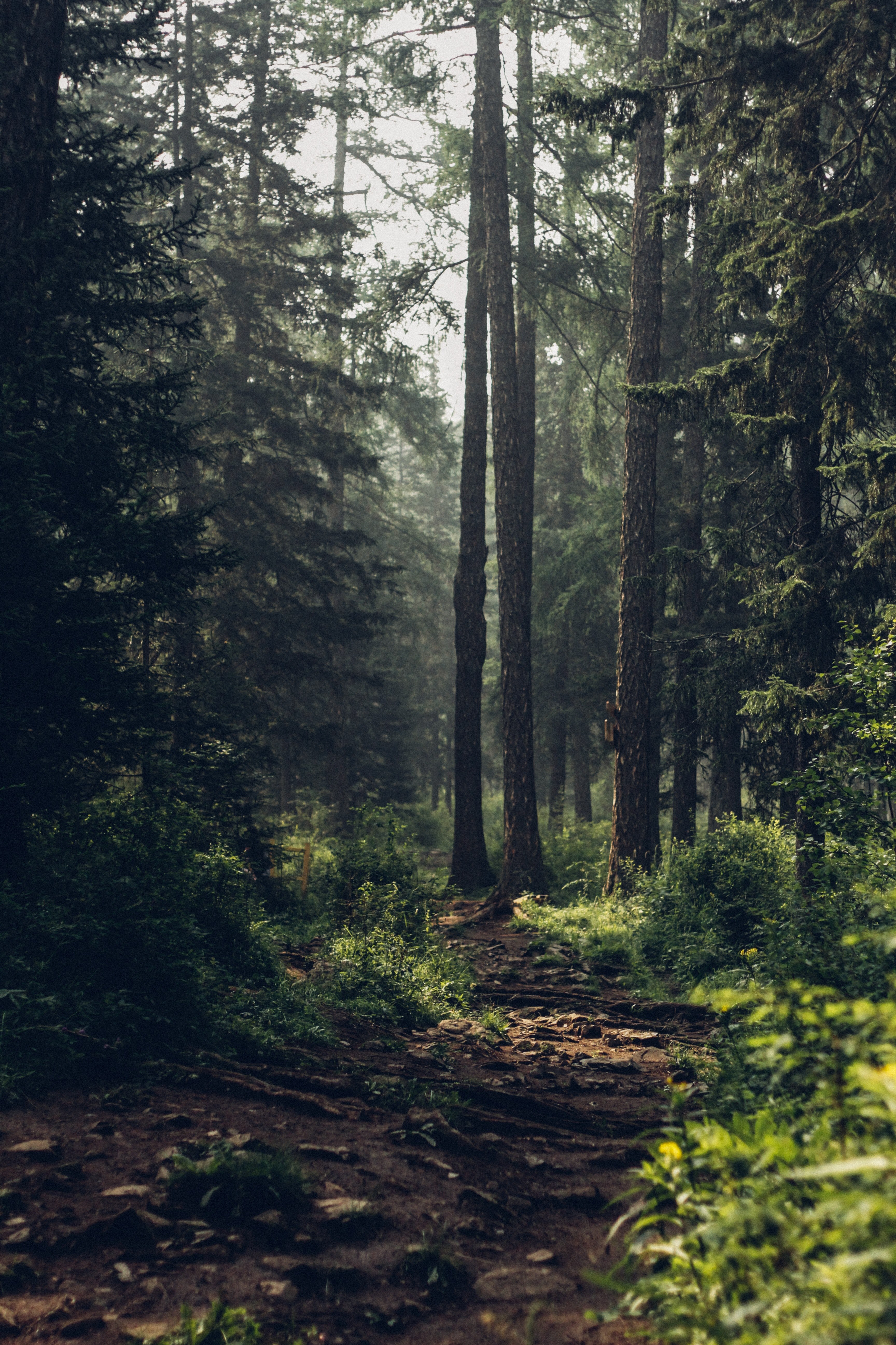 tree forest woodland and bark hd, 4k, Phone HD Wallpaper