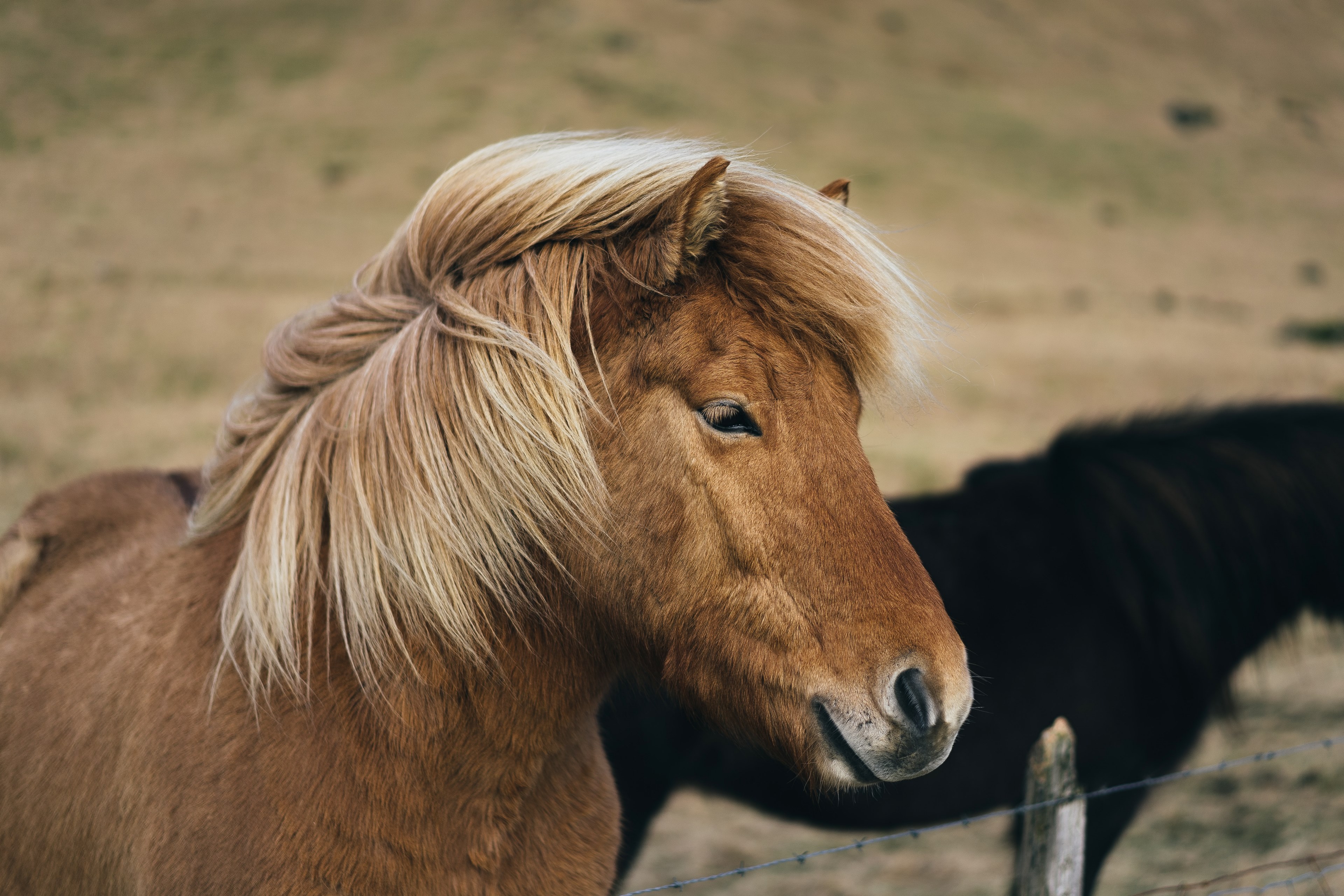 horse animal mane and blown horse 4k, HD Wallpaper