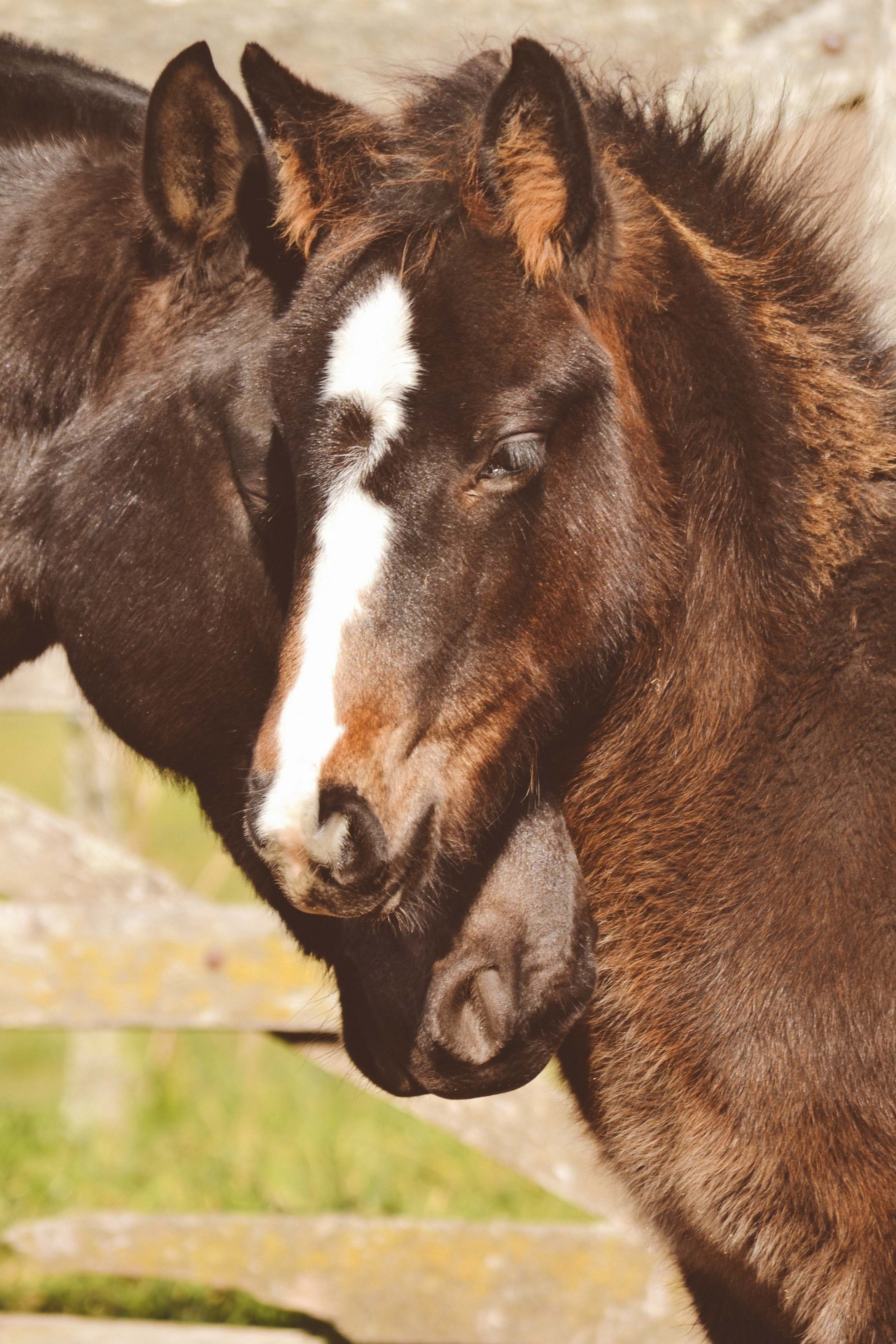 two dark horses nuzzling their heads together in sunlight, horse affection 4k, Phone HD Wallpaper