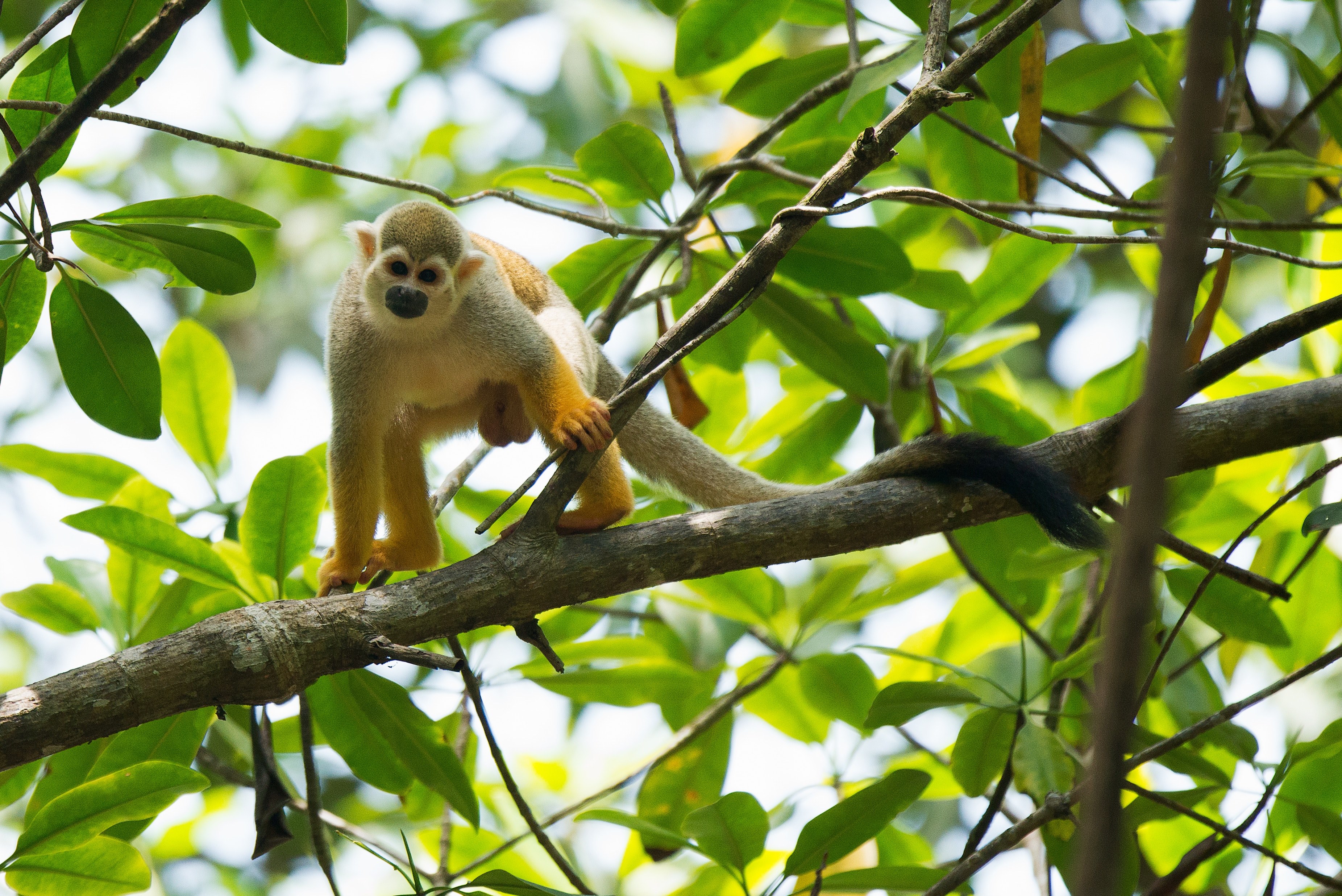 monkey ape tree and lemur 4k, HD Wallpaper