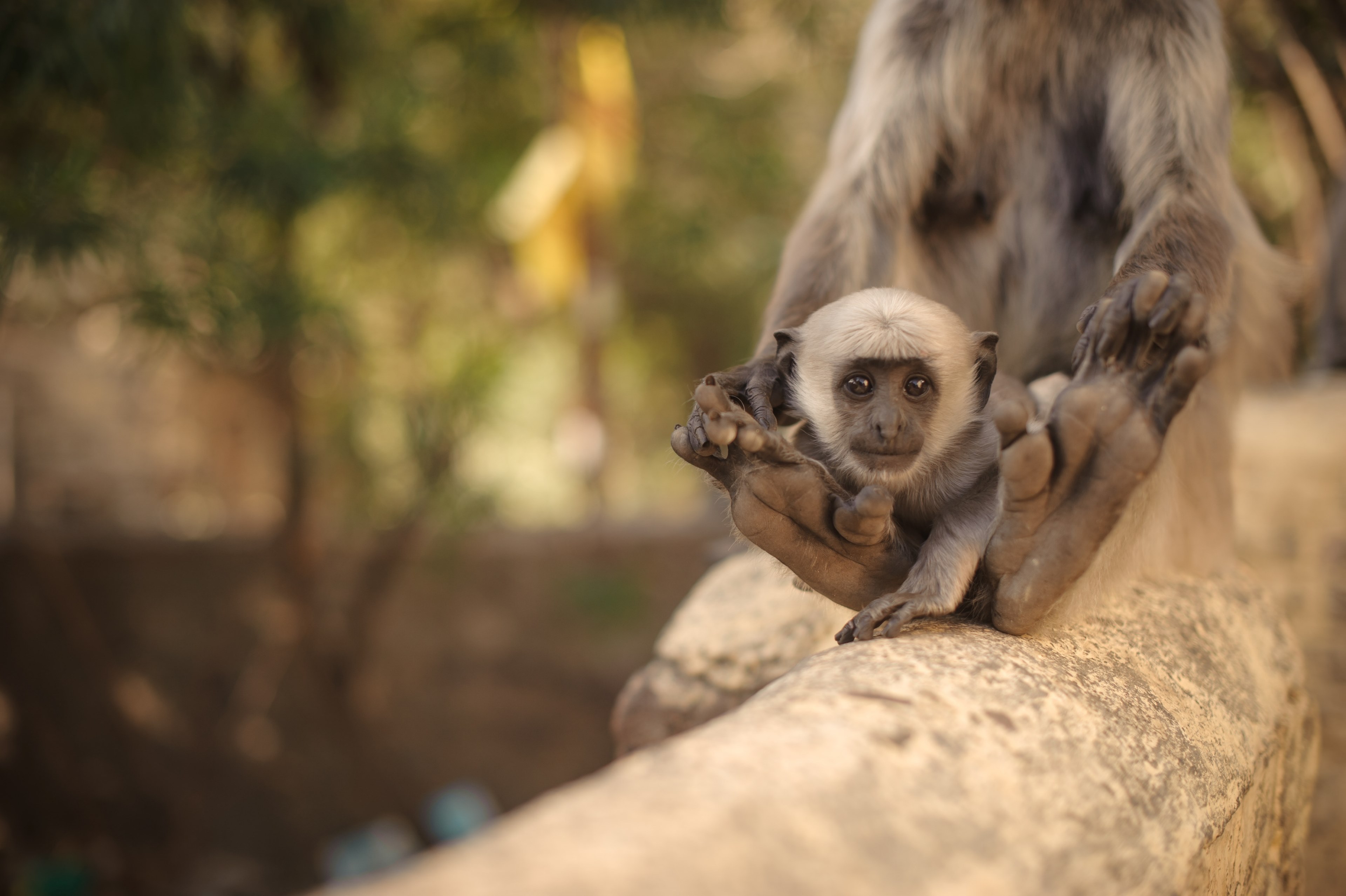 baby langur chilling 4k, HD Wallpaper