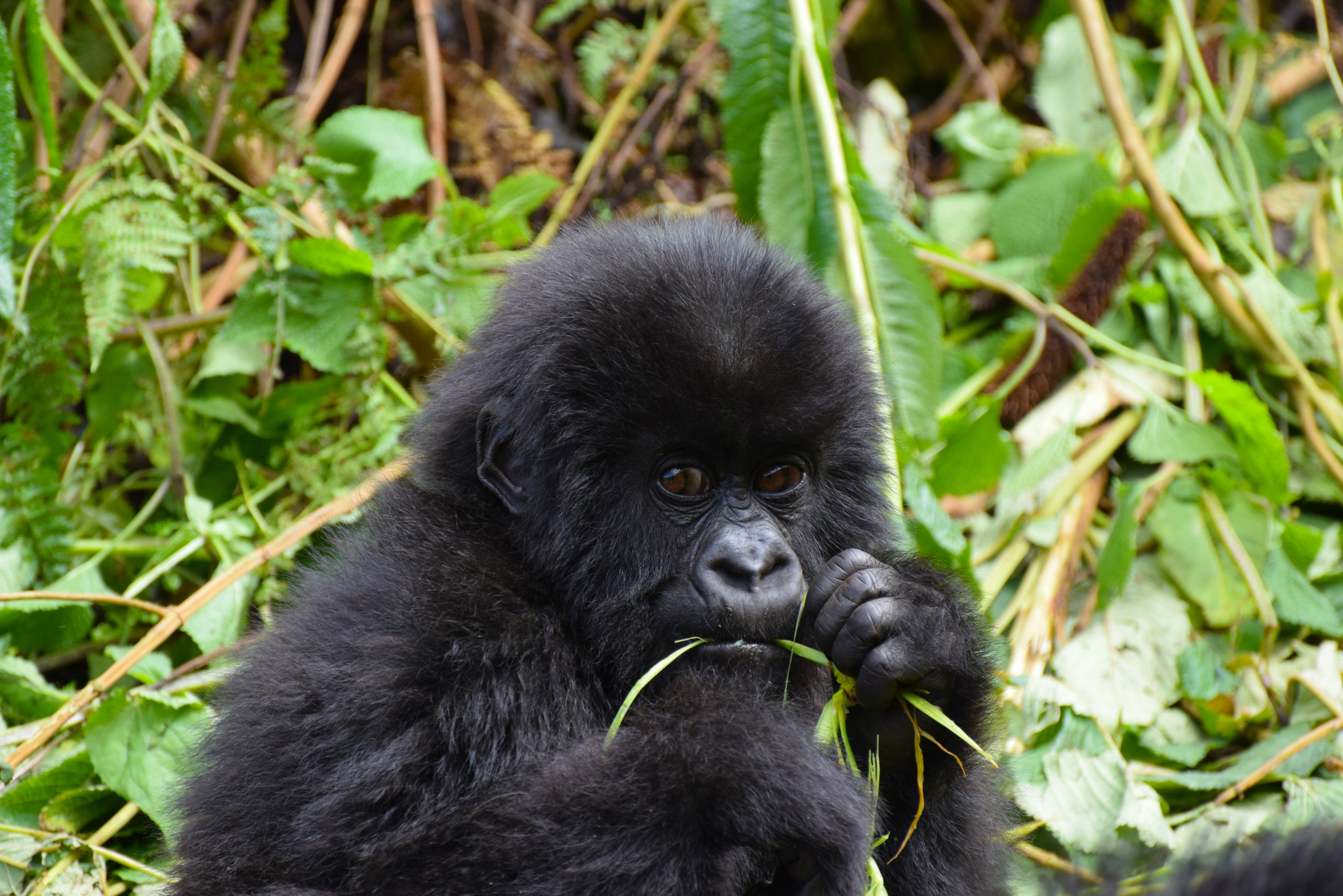 monkey gorilla ape and leaves 4k, HD Wallpaper