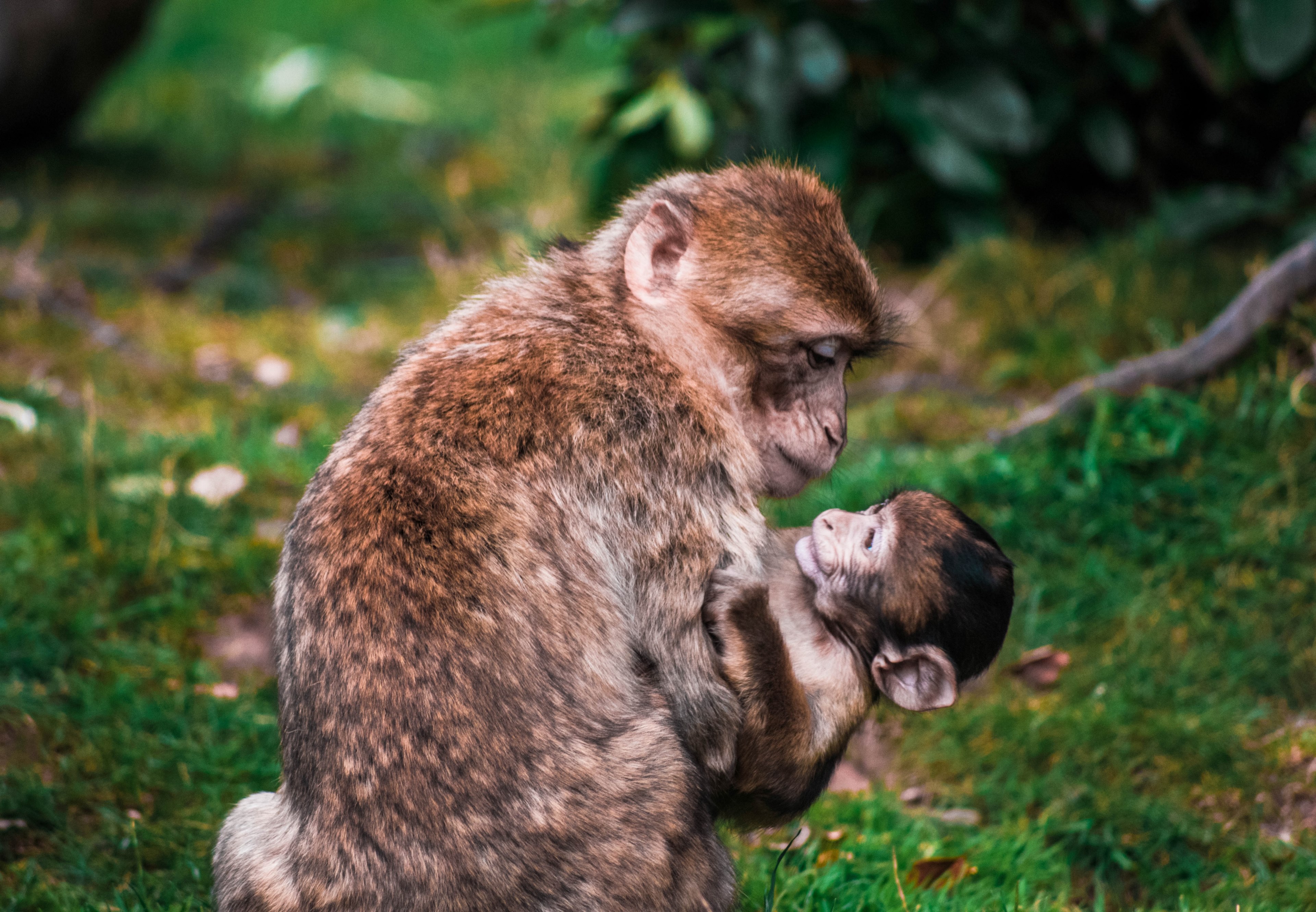 baby monkey monkey animal and monkey family 4k, HD Wallpaper