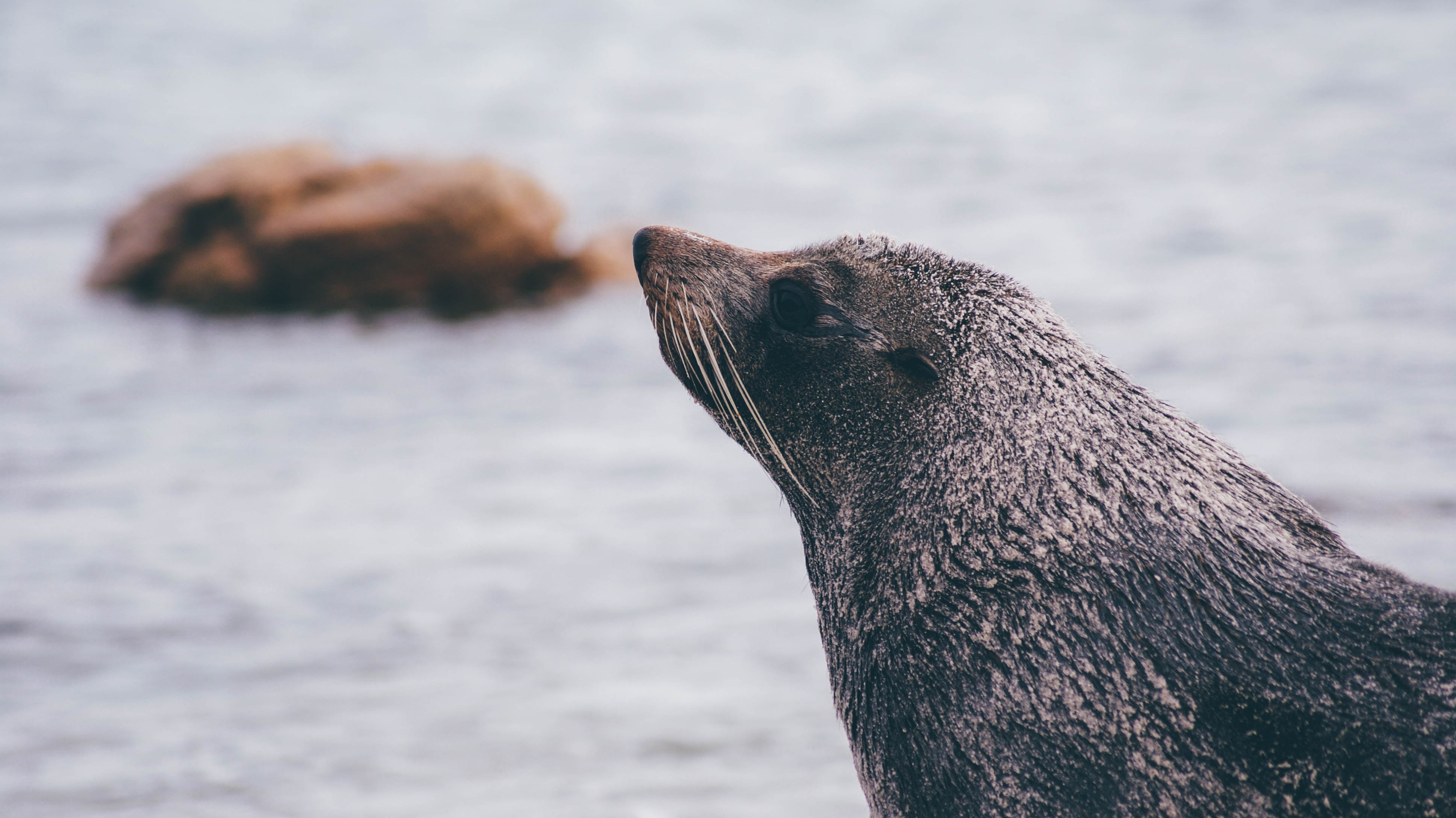 seal animal sea lion and mammal 4k, HD Wallpaper