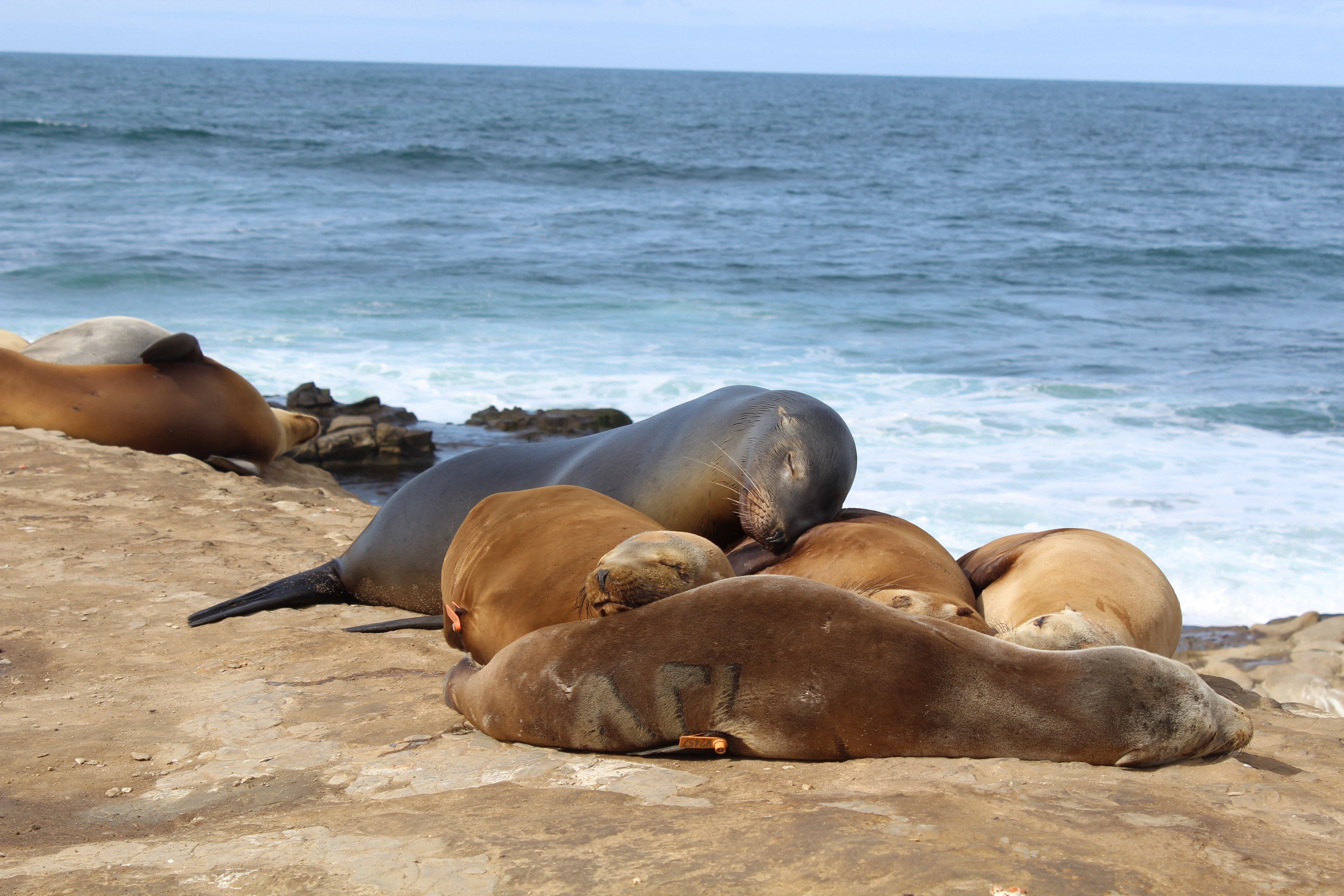 seal sealion sea and ocean 4k, HD Wallpaper