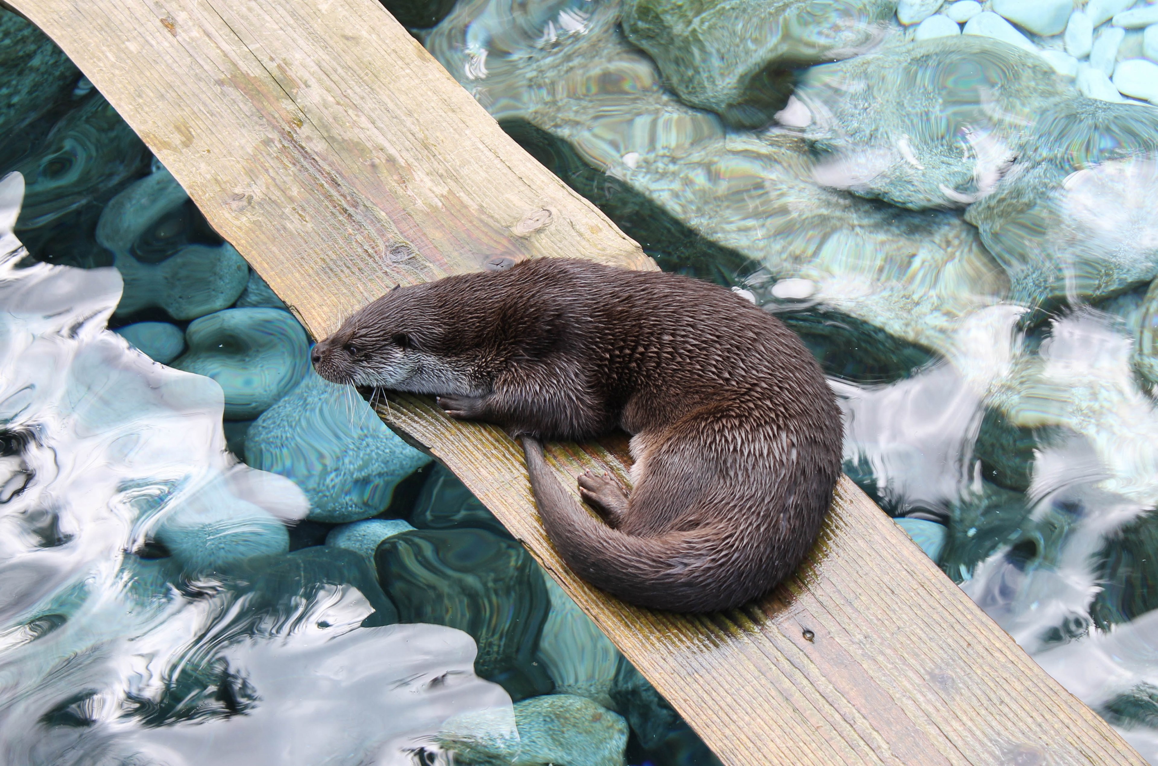 otter 4k, HD Wallpaper