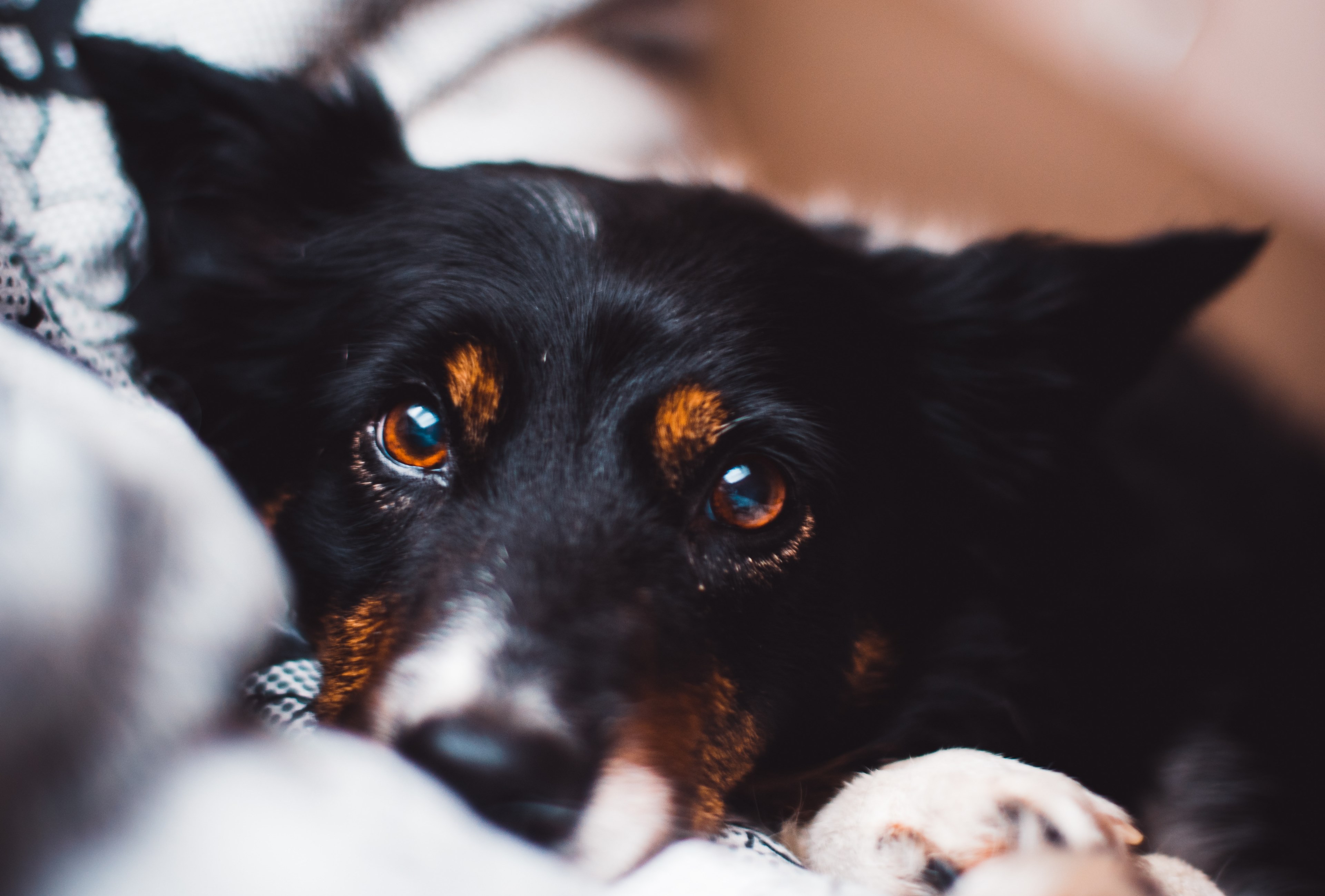 dog canine eyes and fur 4k, HD Wallpaper