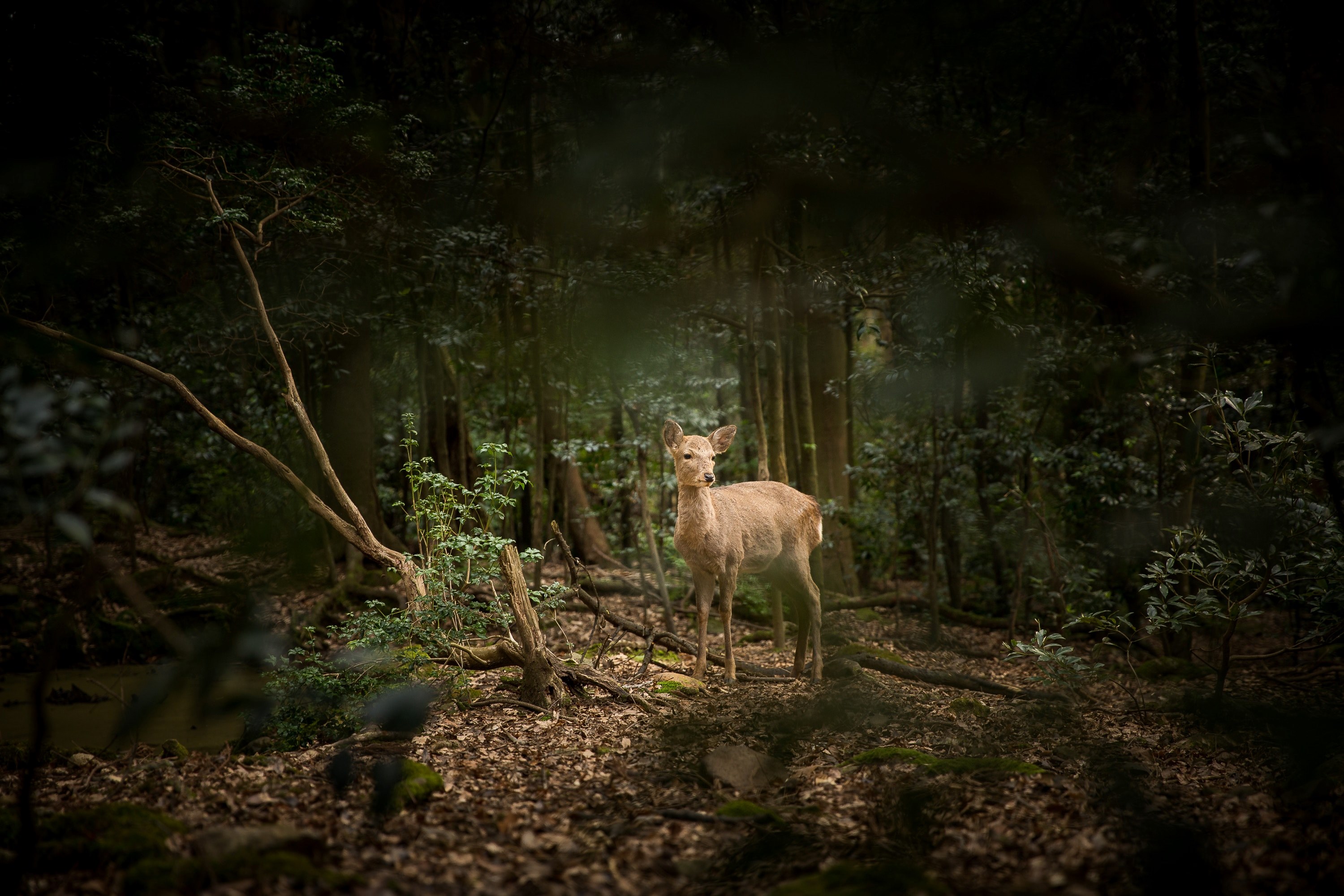 deer observed 4k, HD Wallpaper