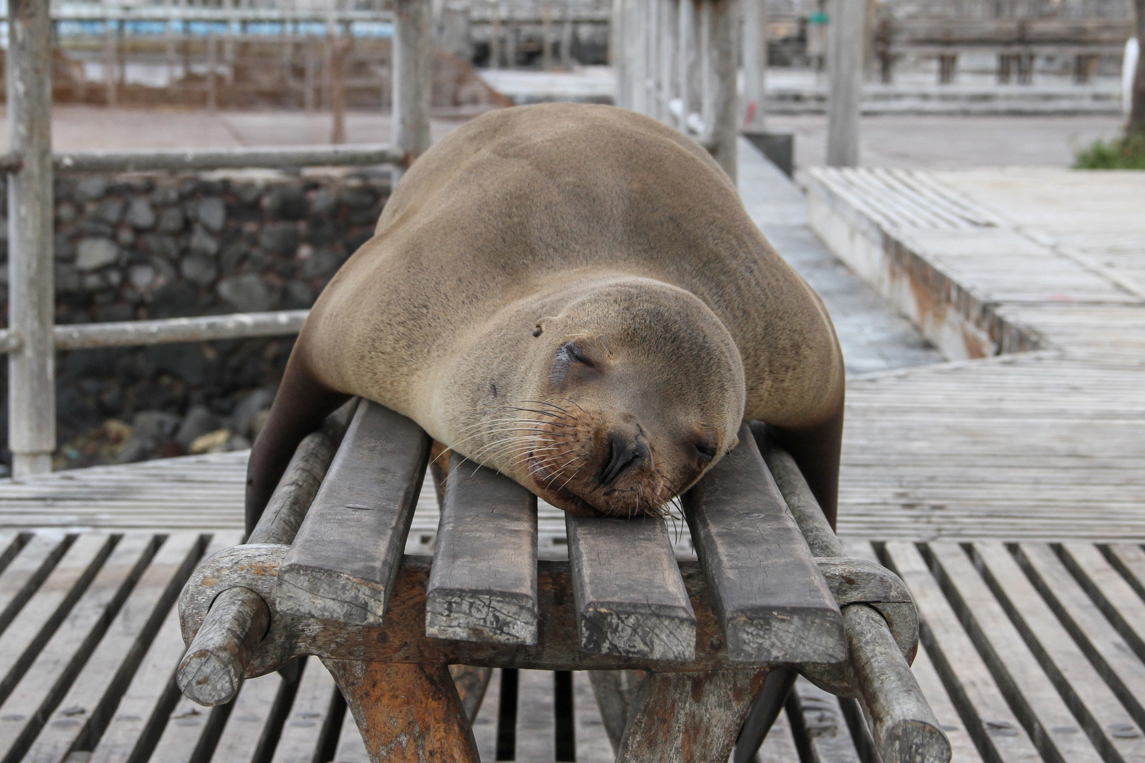 napping 4k, HD Wallpaper
