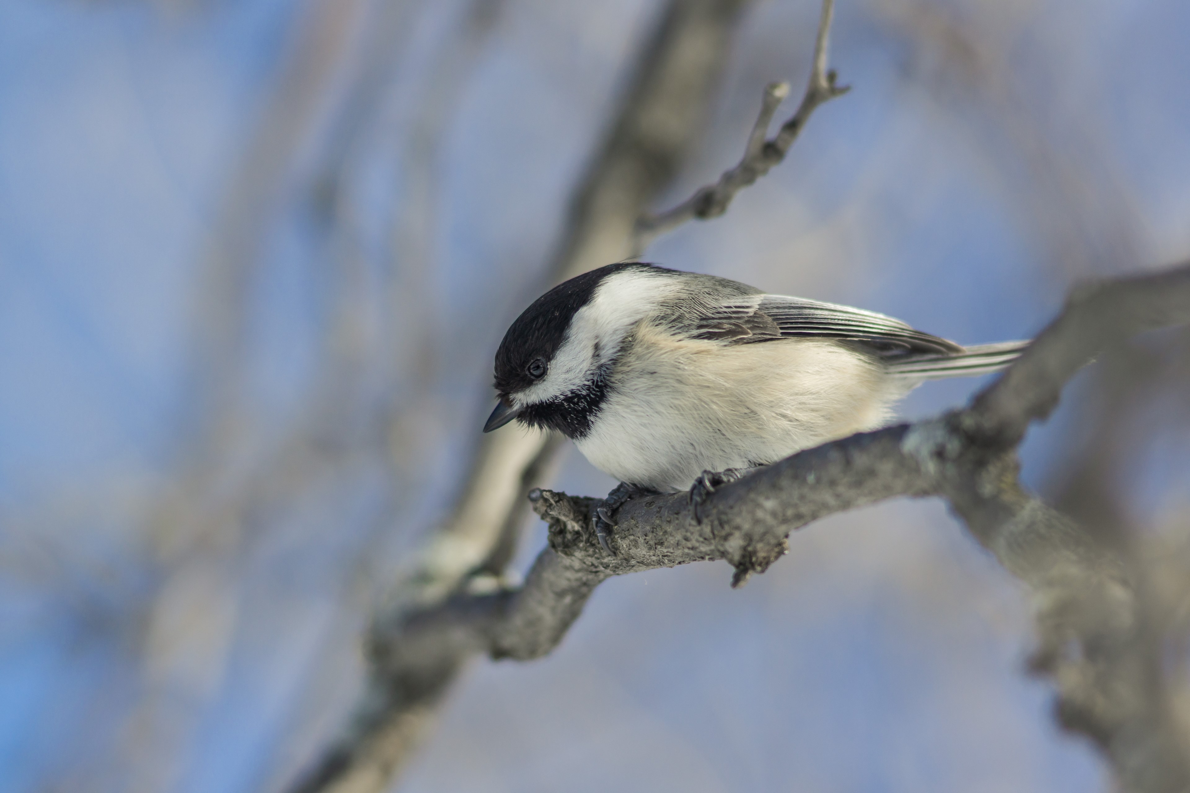 bird perch branch and animal 4k, HD Wallpaper
