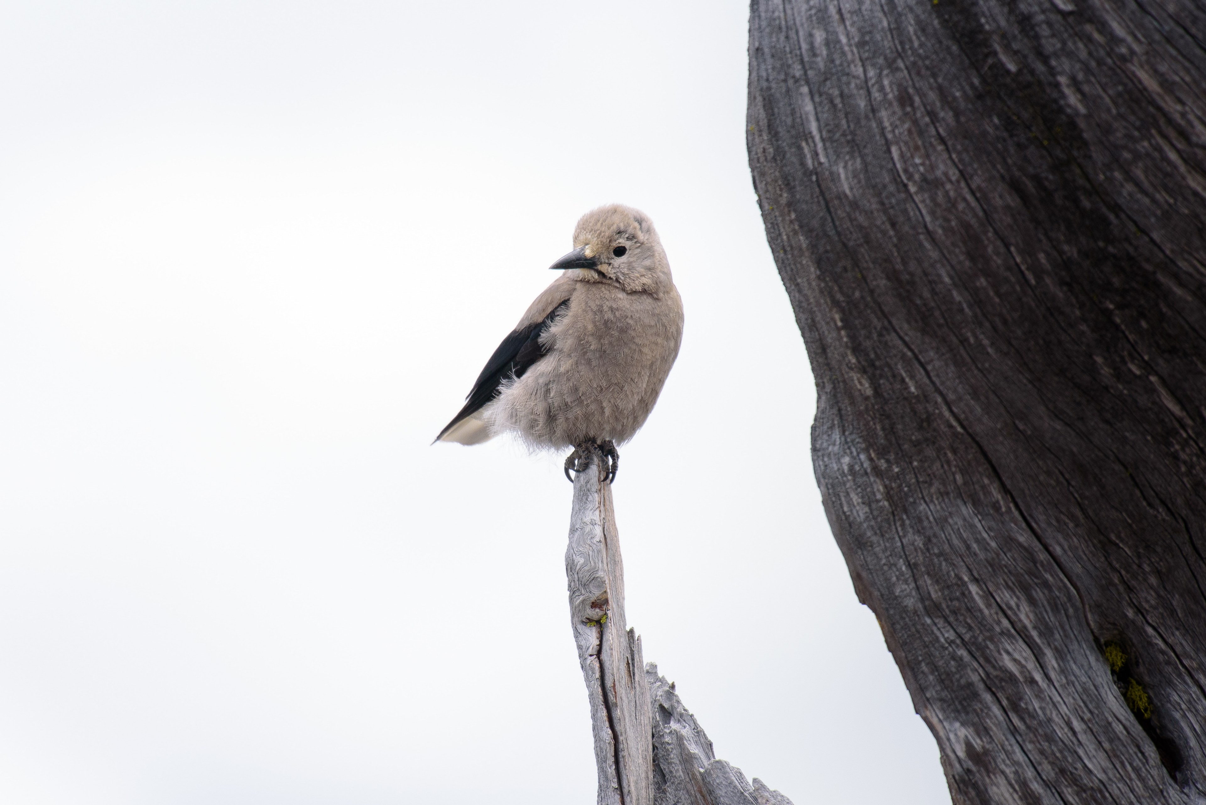 bird wing feather and perched 4k, HD Wallpaper
