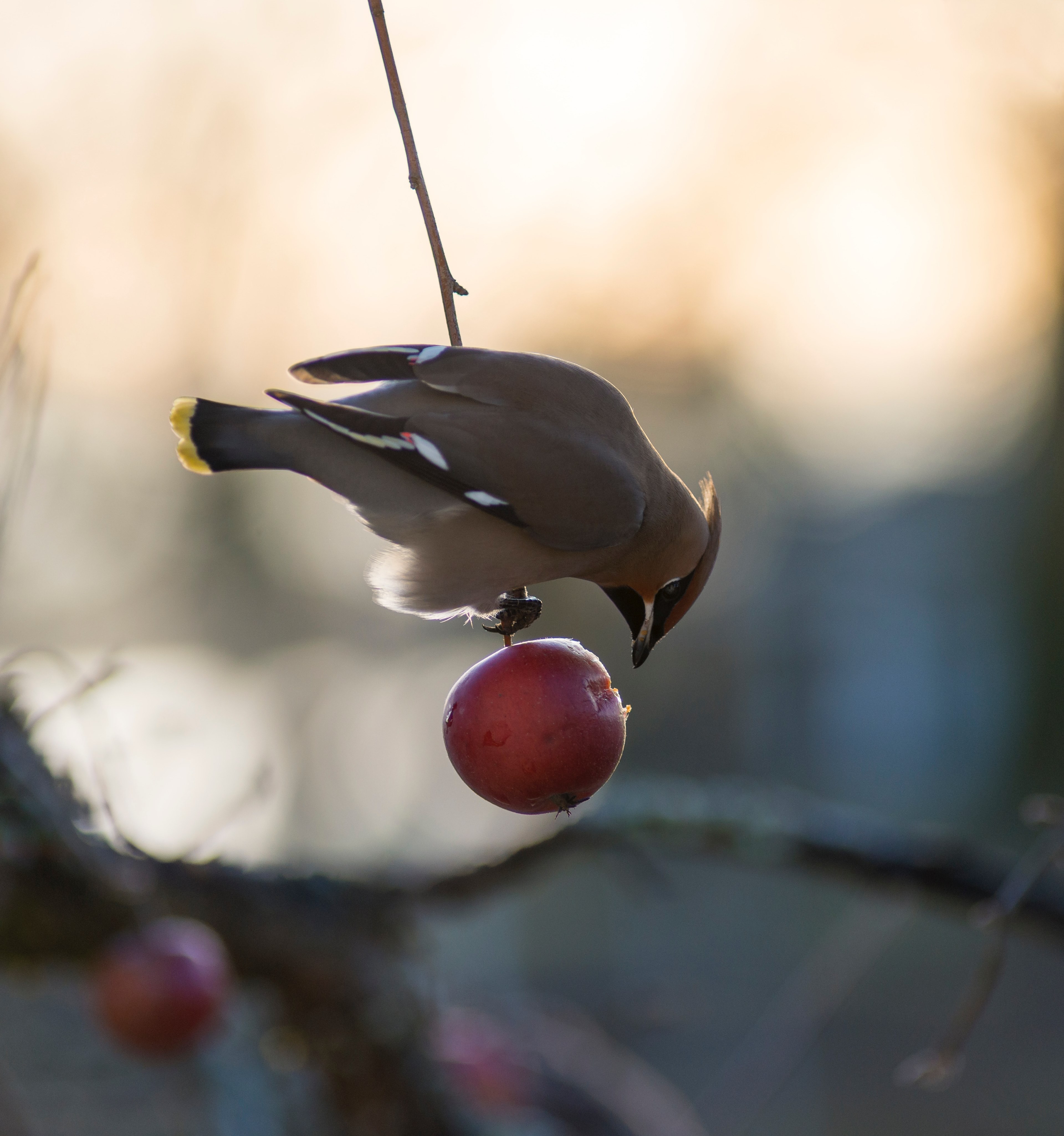 bohemian waxwing 4k, Phone HD Wallpaper