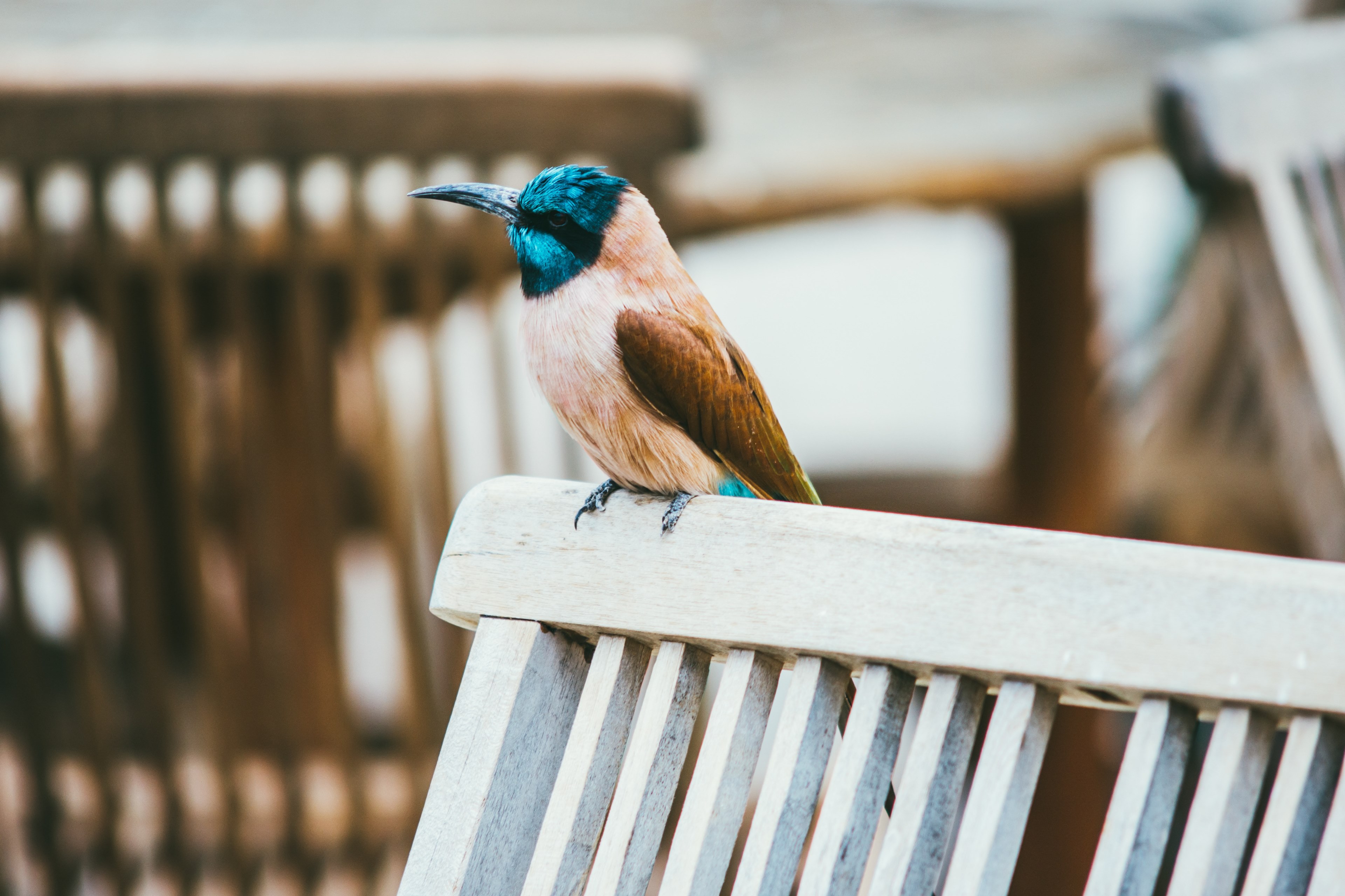bird with blue head and brown feathers perched on a park bench, blue headed bird 4k, HD Wallpaper