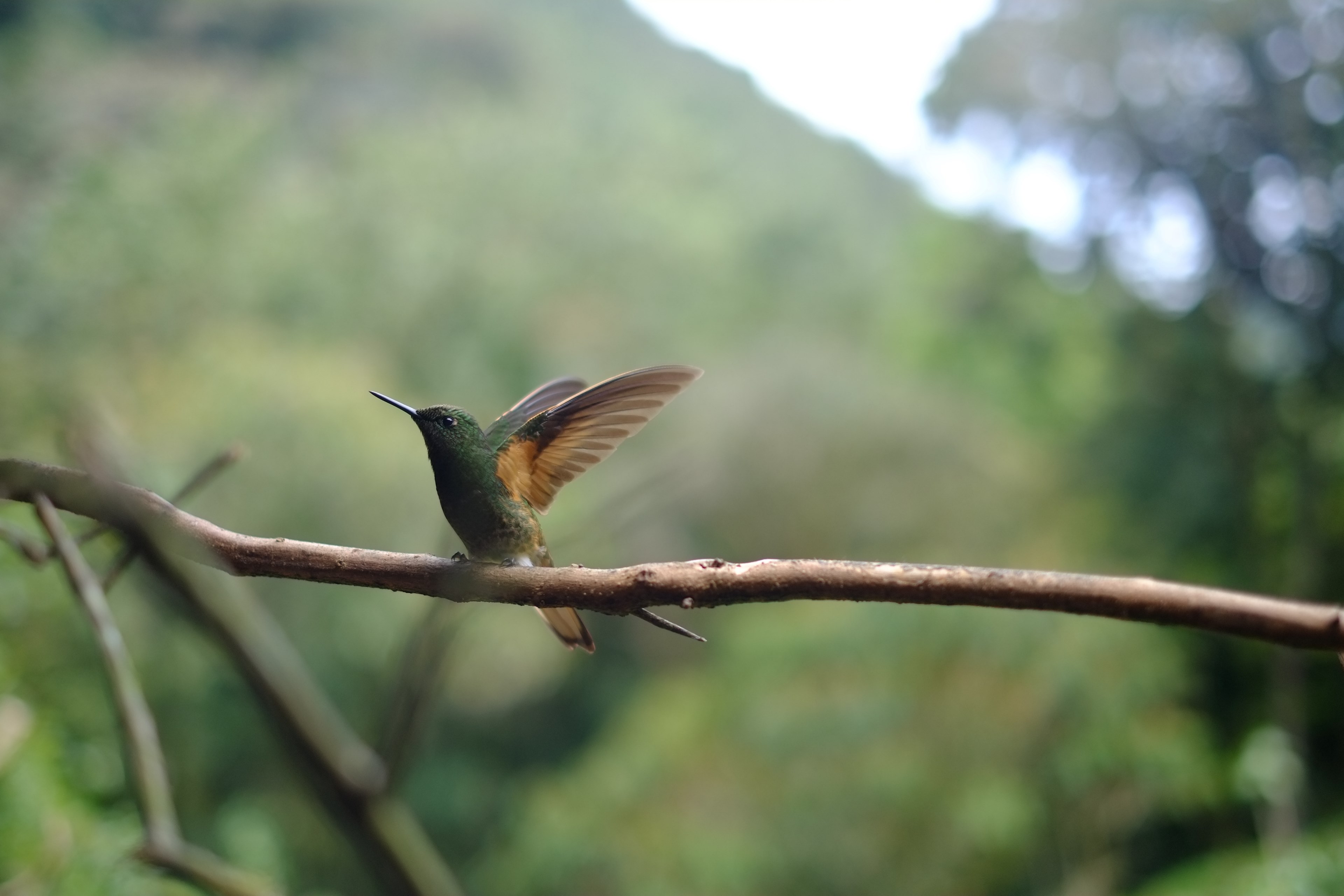 a green hummingbird lifting its wings to fly off a branch, green hummingbird taking off 4k, HD Wallpaper