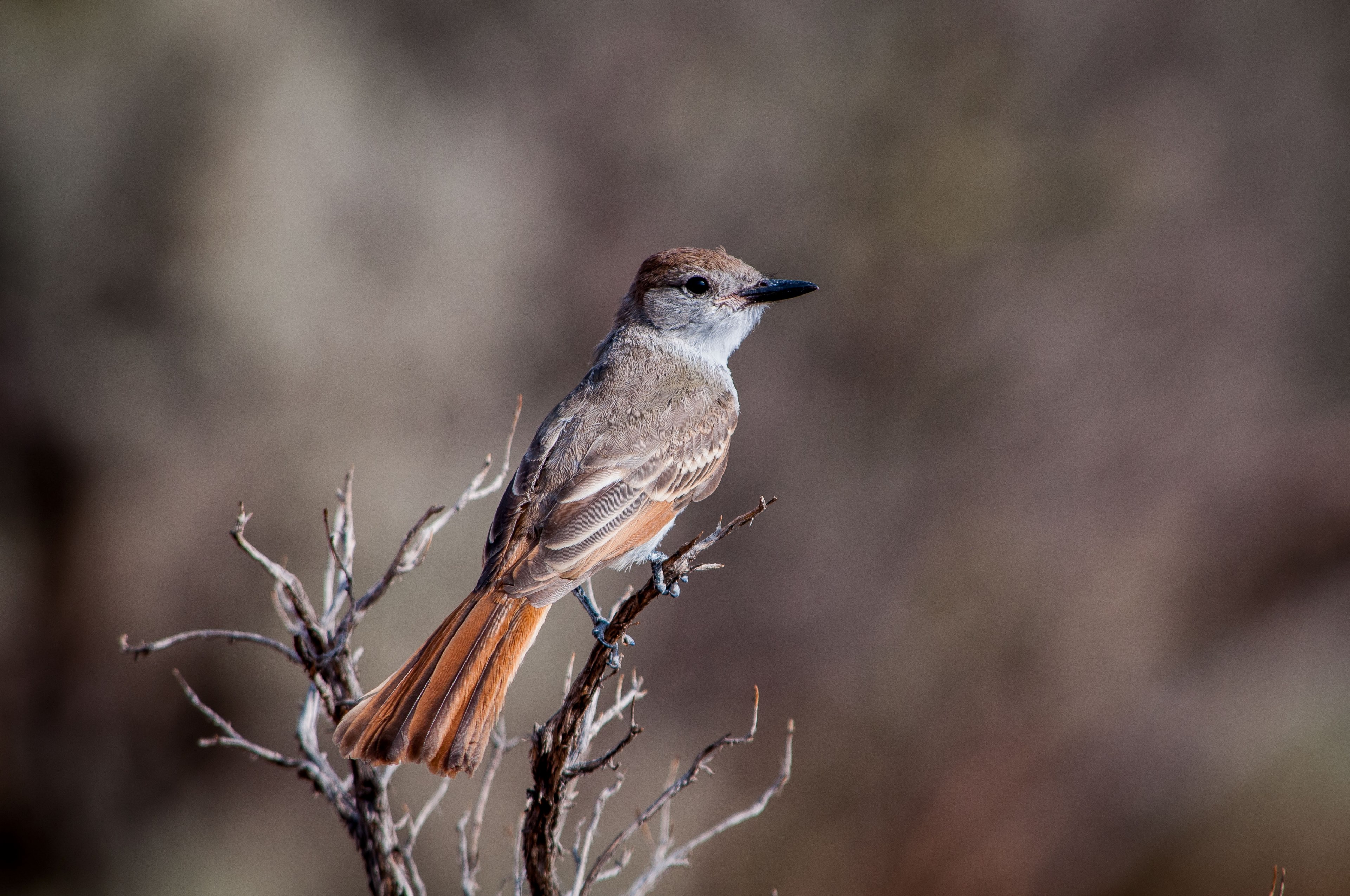 brown bird perched on a barren branch, portrait of a bird 4k, HD Wallpaper