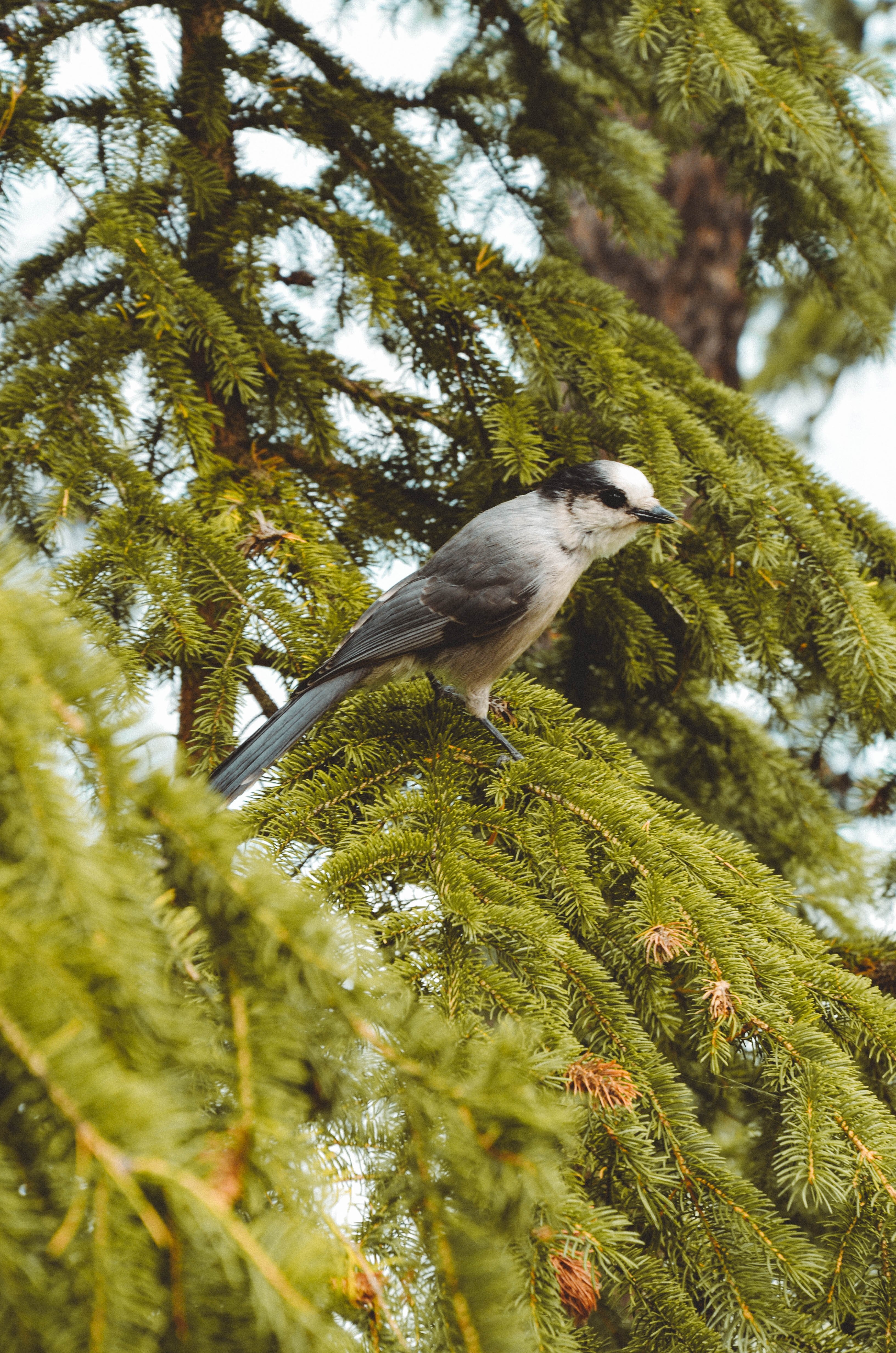 bird pine perched and tree hd, 4k, Phone HD Wallpaper