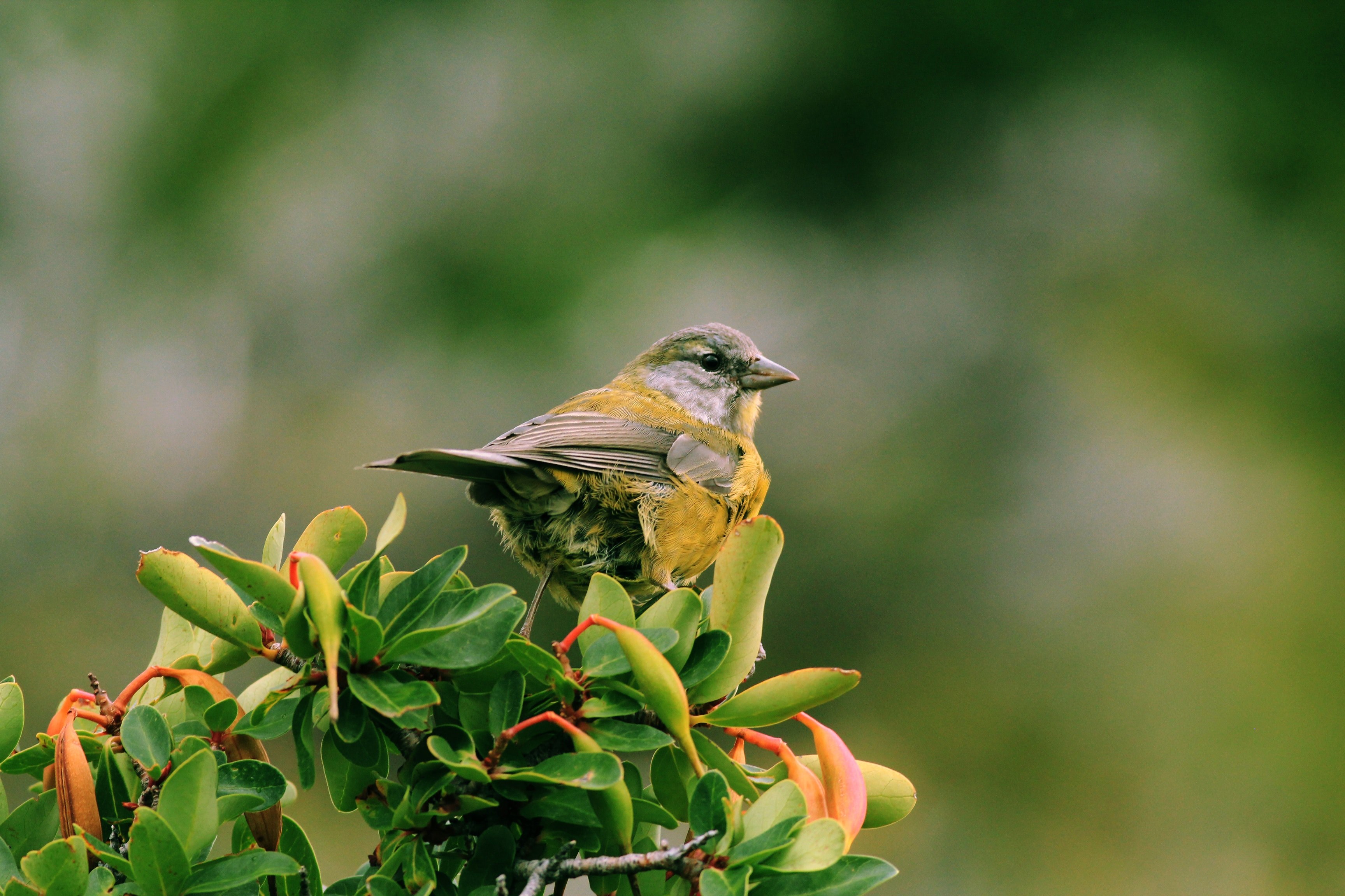 small yellow and gray bird perched on a leafy branch in a sanctuary, bird alone 4k, HD Wallpaper