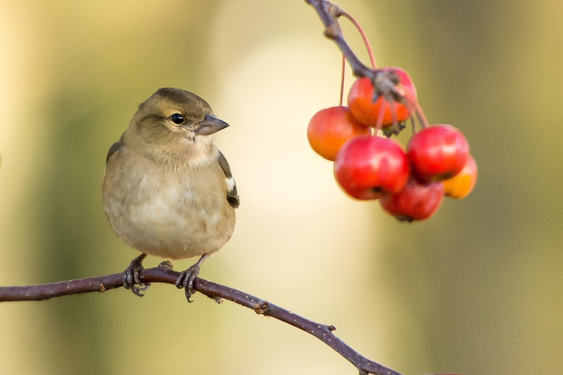 a small bird perched on a tree branch and looking at a bunch of red berries, bird looking at tasty berries 4k, HD Wallpaper