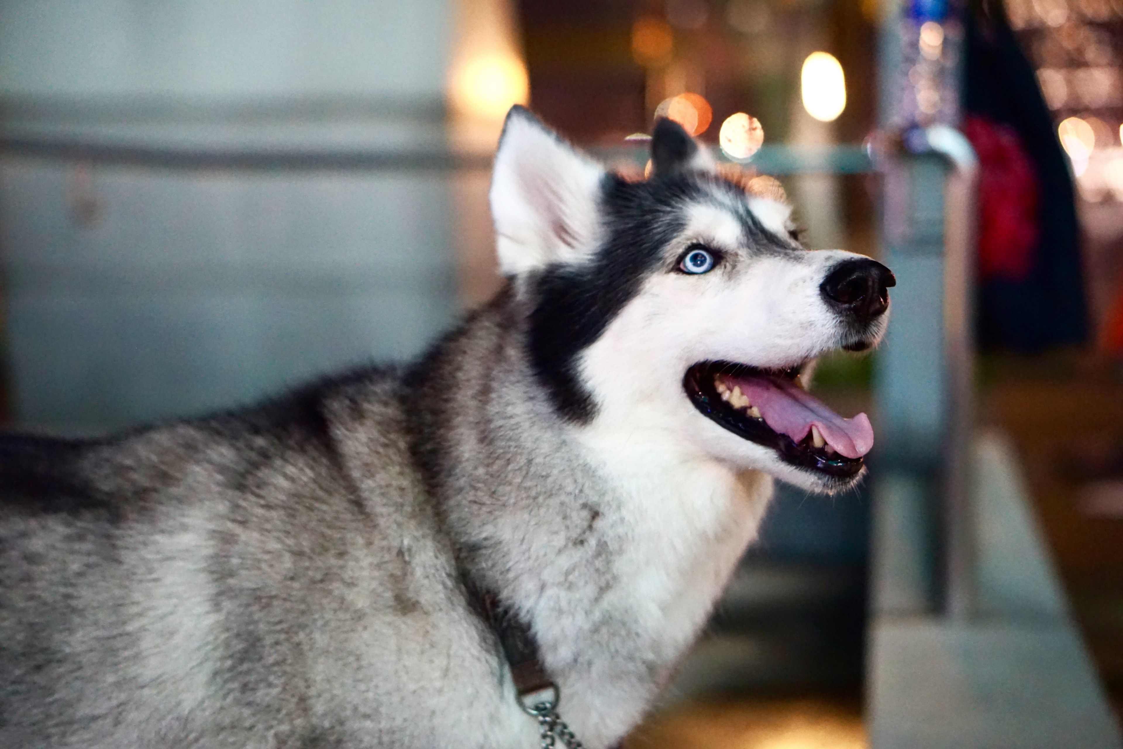 dog wolf huskie and hound 4k, HD Wallpaper