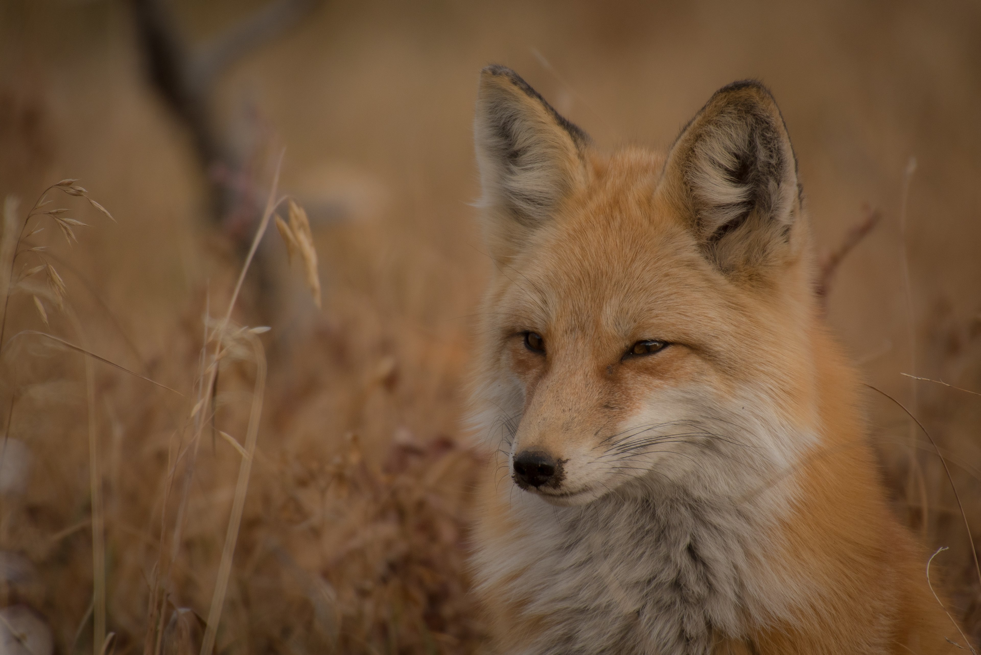 fox fox portrait red fox and wheat 4k, HD Wallpaper