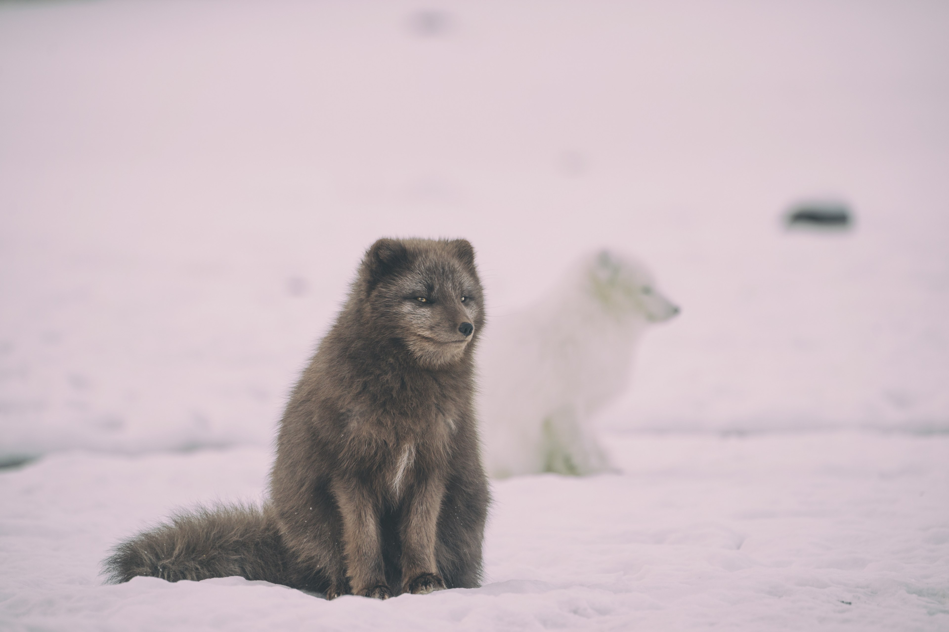 two foxes one white and one brown sitting in a snow covered scene in iceland, black and white 4k, HD Wallpaper