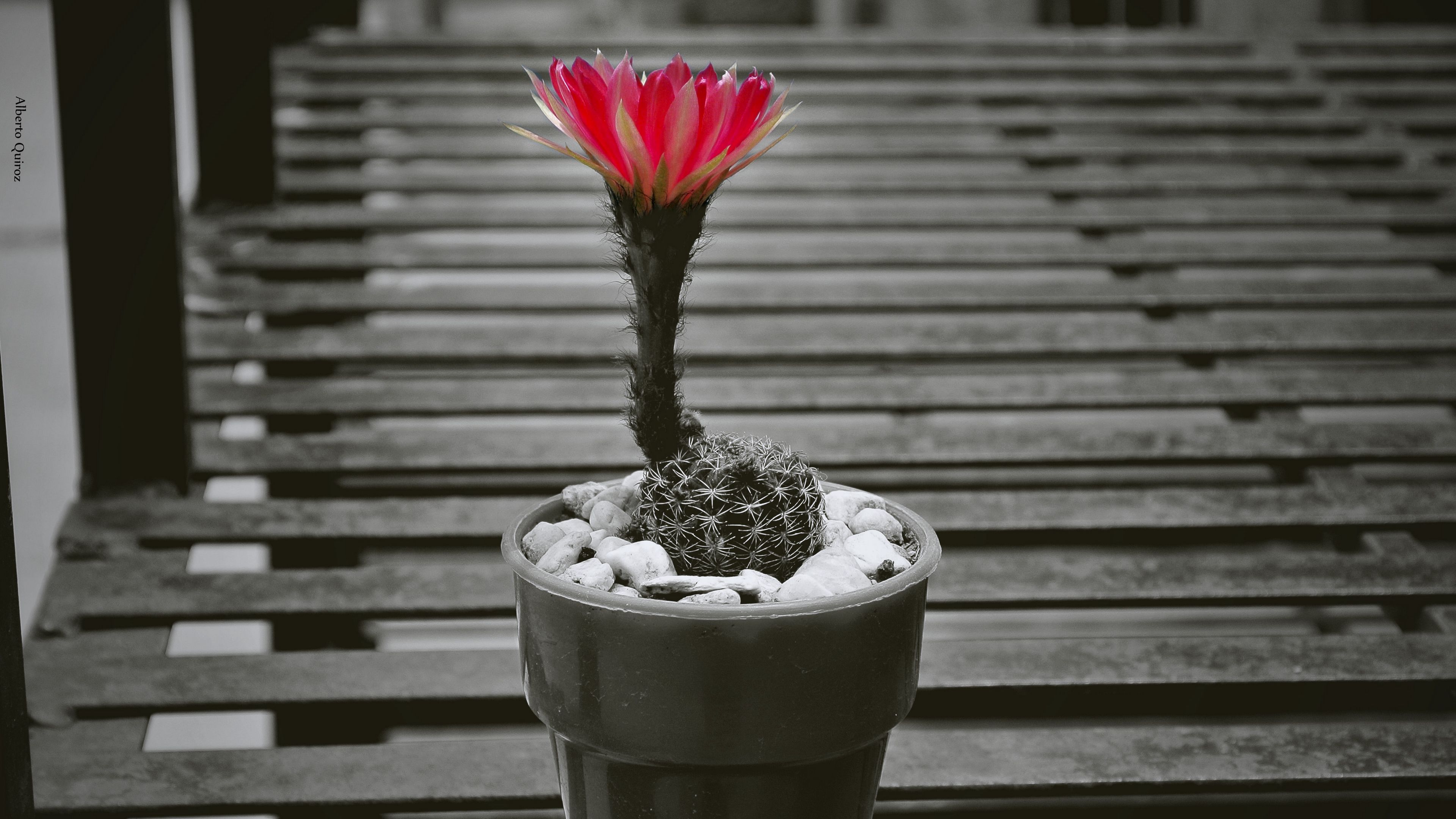 cactus, pot, flower, 4k, HD Wallpaper