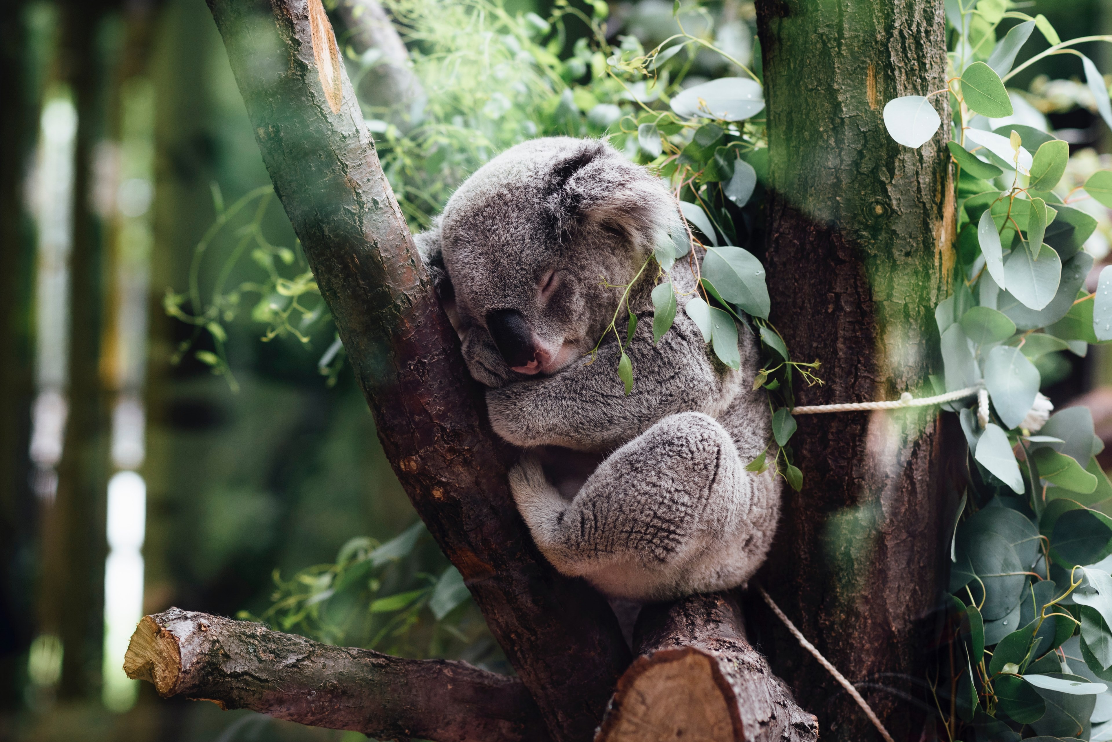wallpaper cute wallpapers cute backgrounds and tree 4k, HD Wallpaper