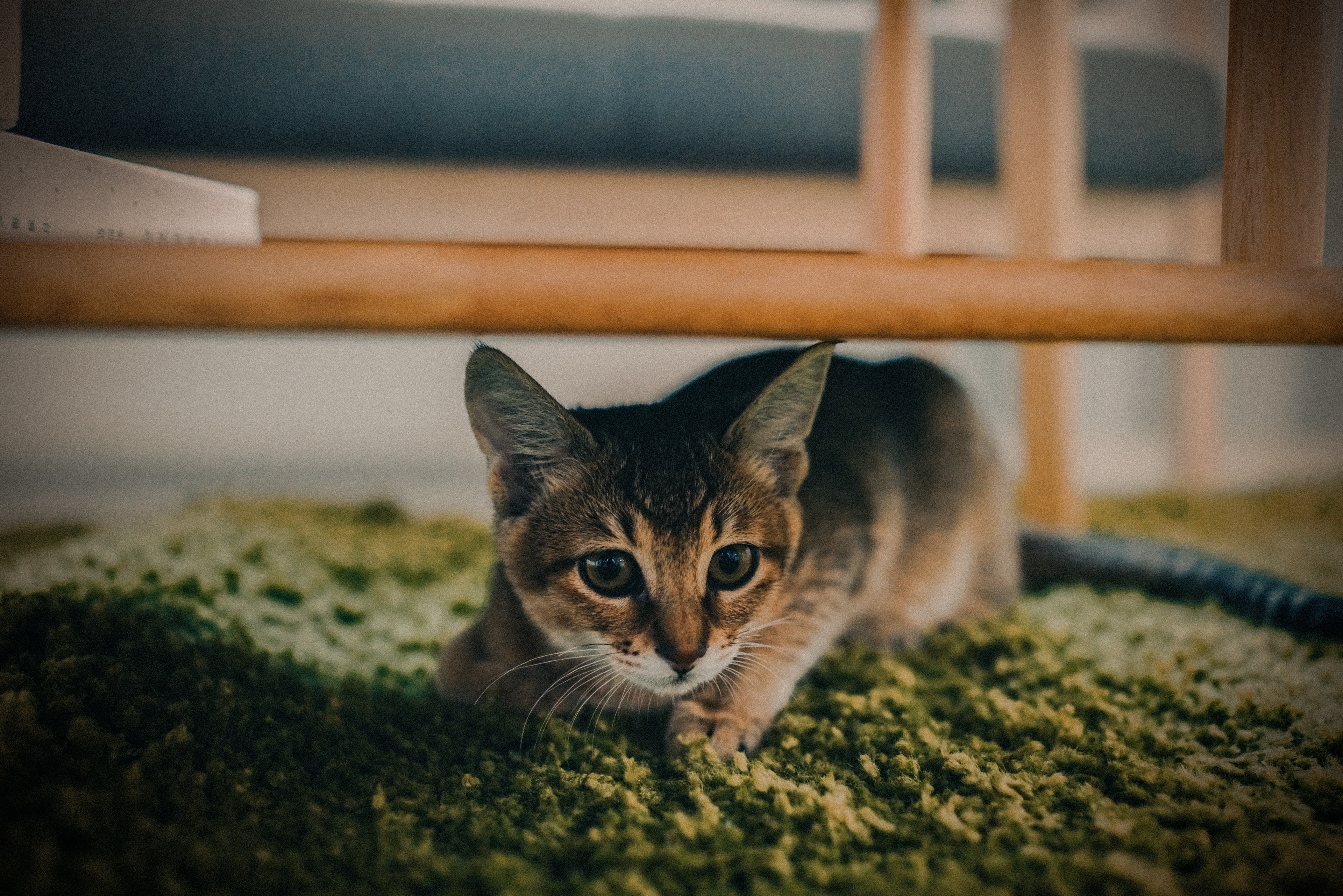 cat kitten tabby and feline 4k, HD Wallpaper