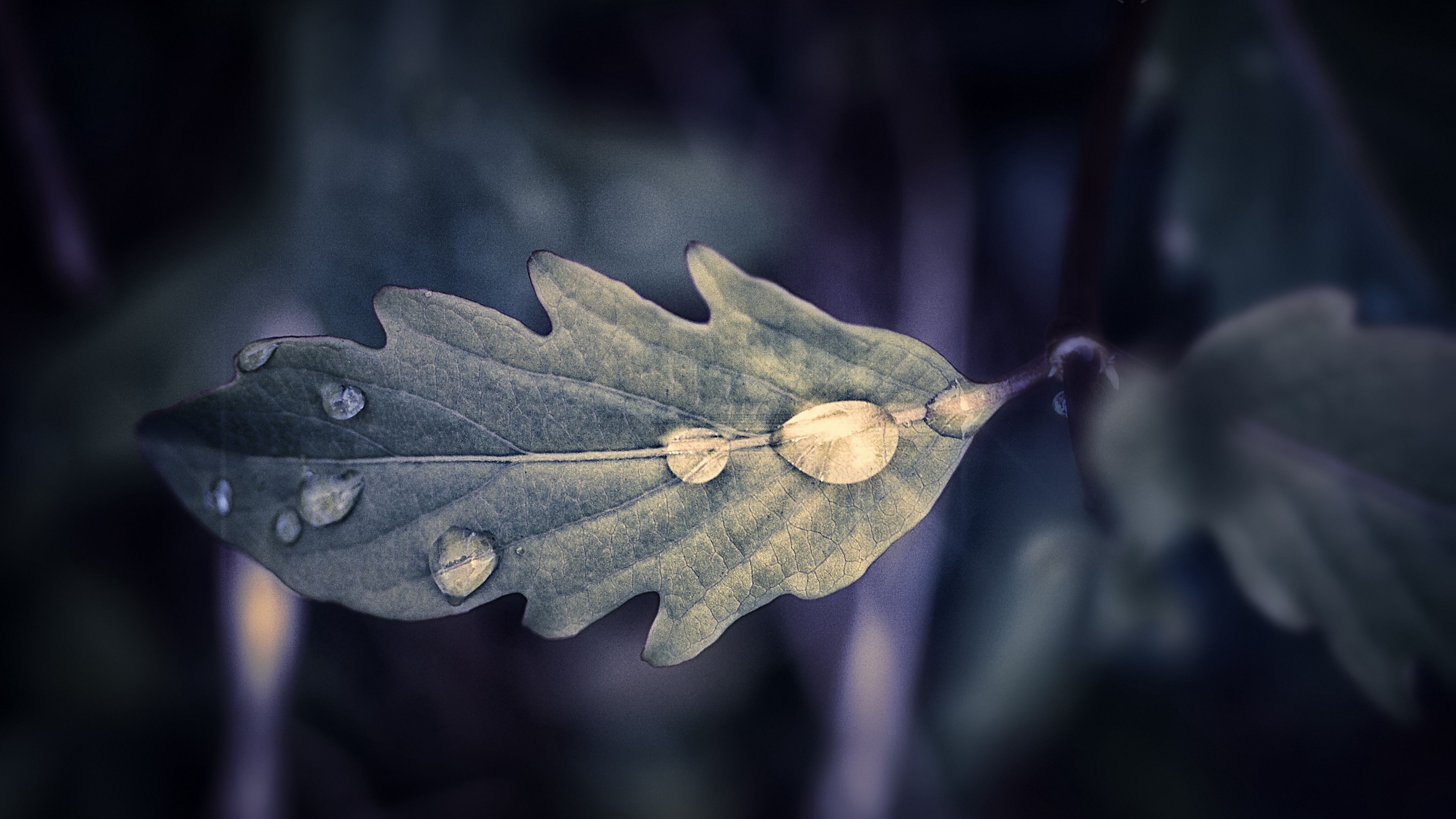 leaf, drops, macro, 4k, HD Wallpaper