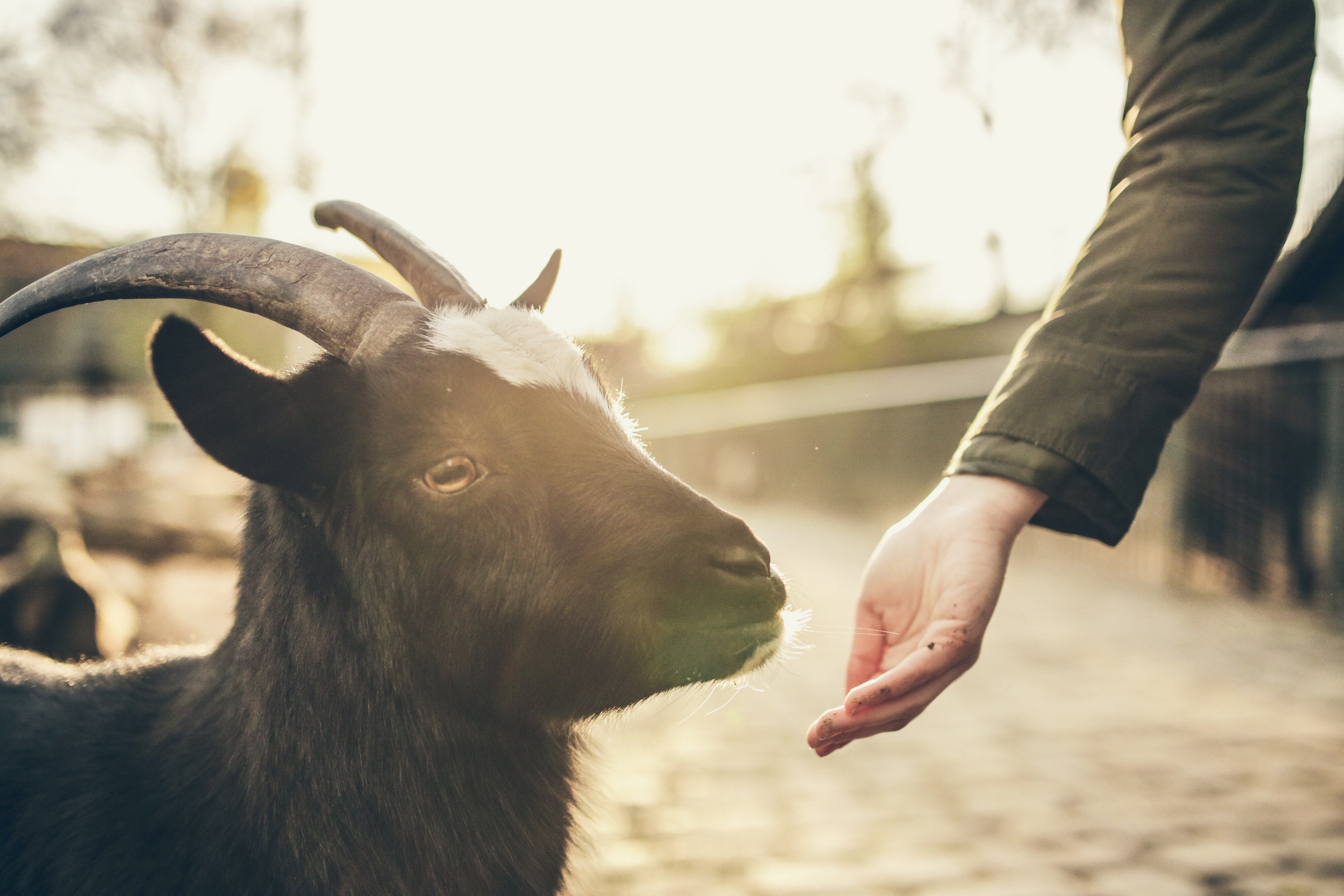 a black and white goat feeding from a persons hand, black and white goat 4k, HD Wallpaper