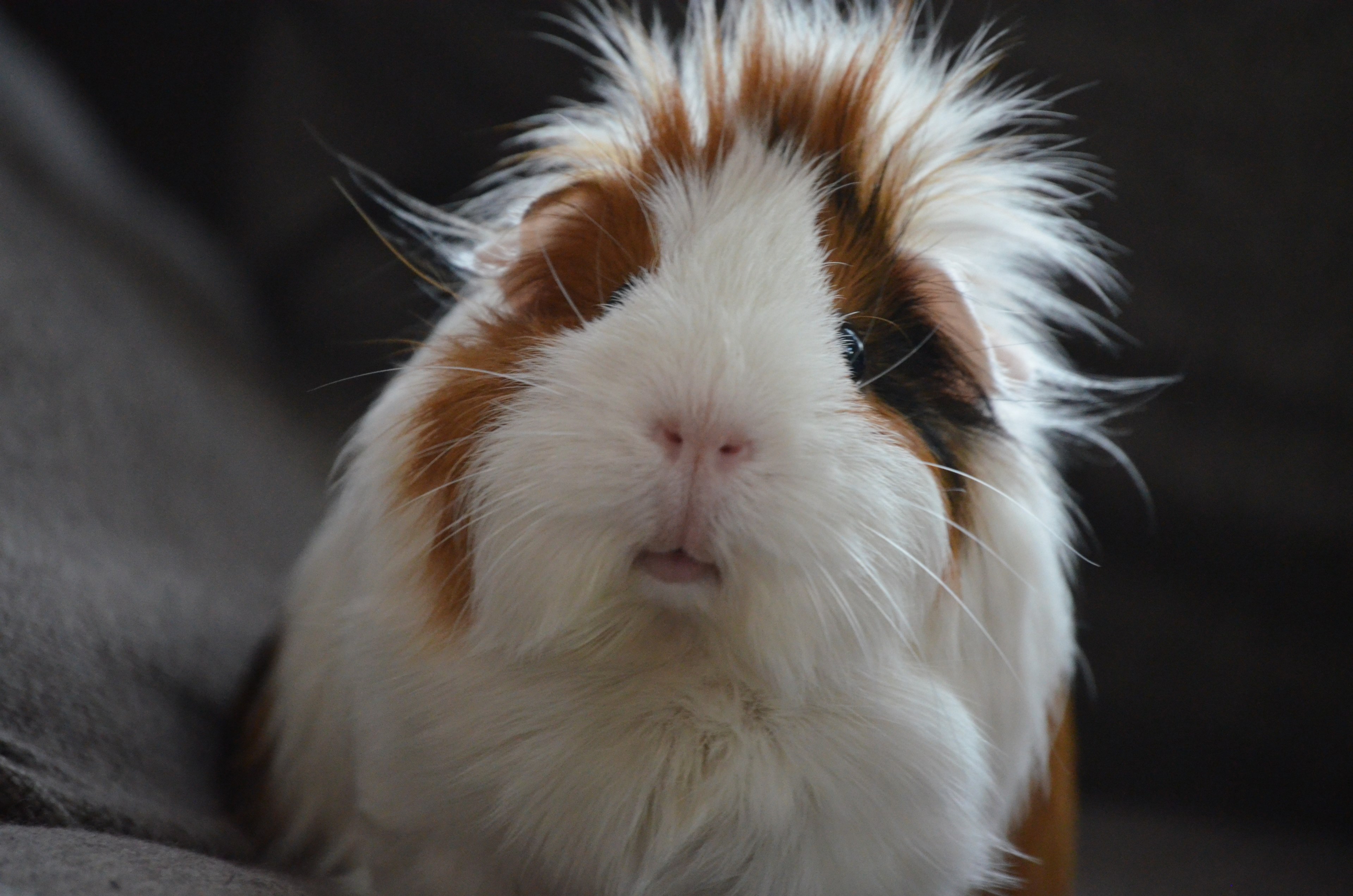 guinea pig fur portrait and animal 4k, HD Wallpaper