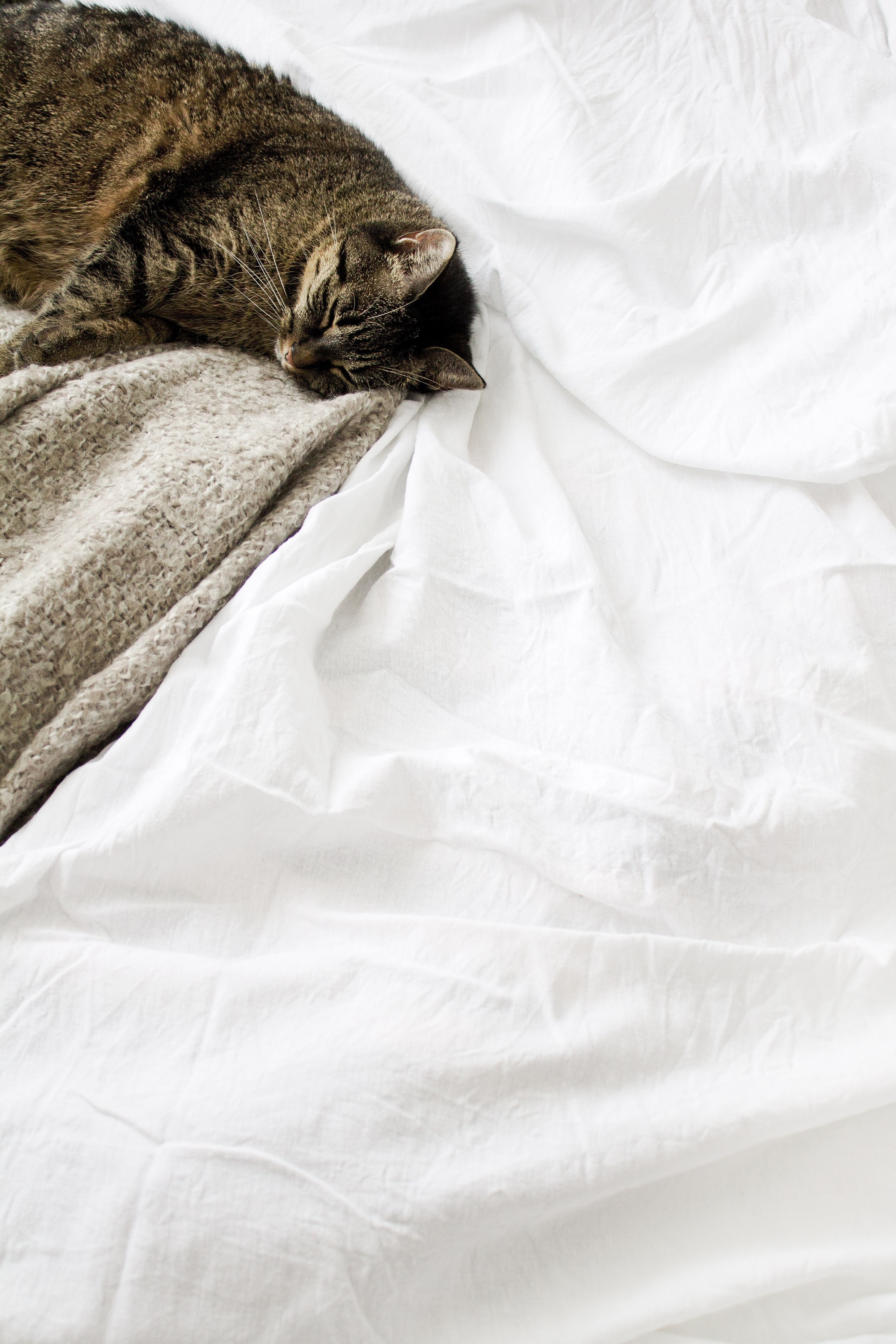 a cat lying down and sleeping on a white blanket, _cat sleeping white blanket 4k, Phone HD Wallpaper