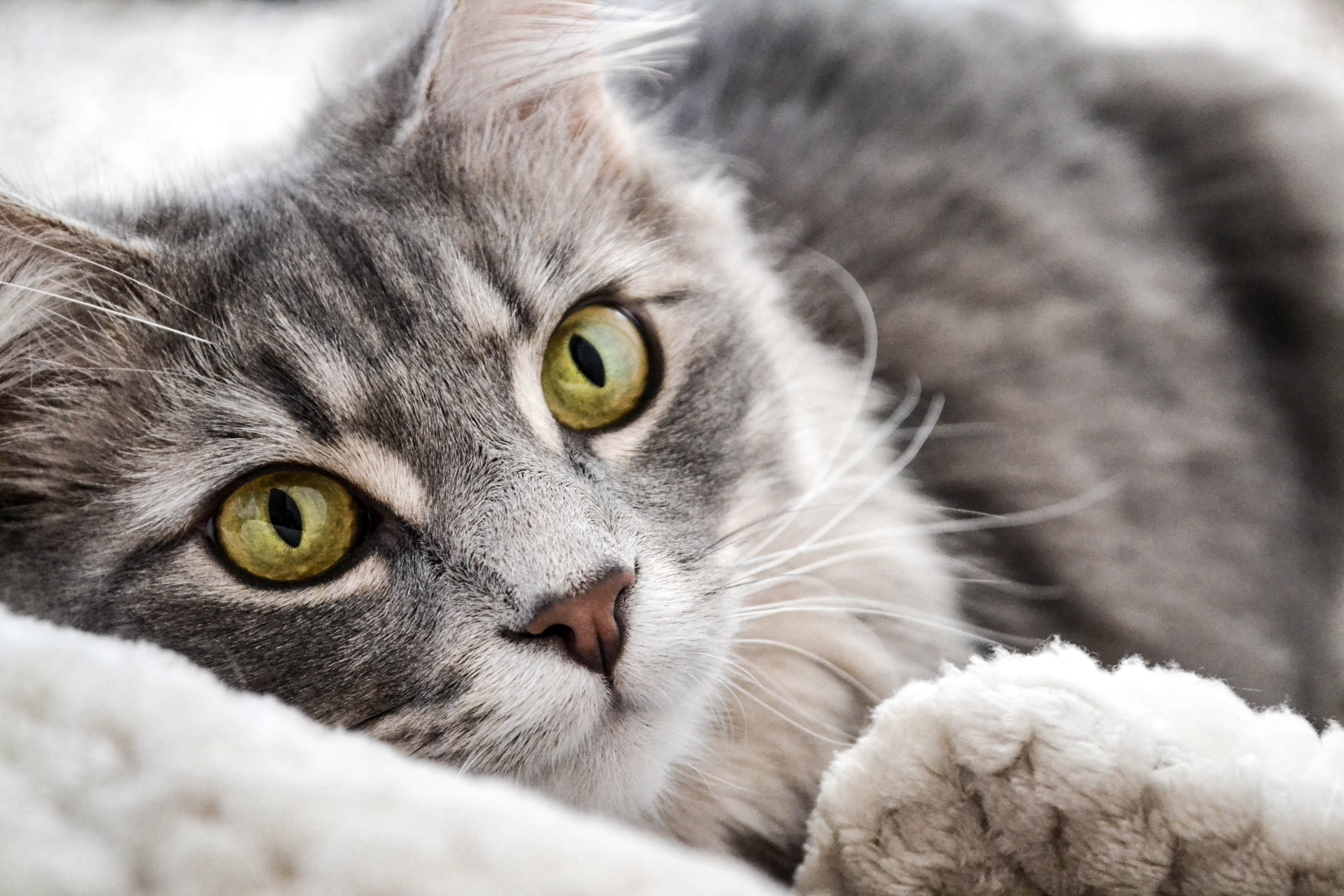 cat feline pet and kitten 4k, HD Wallpaper