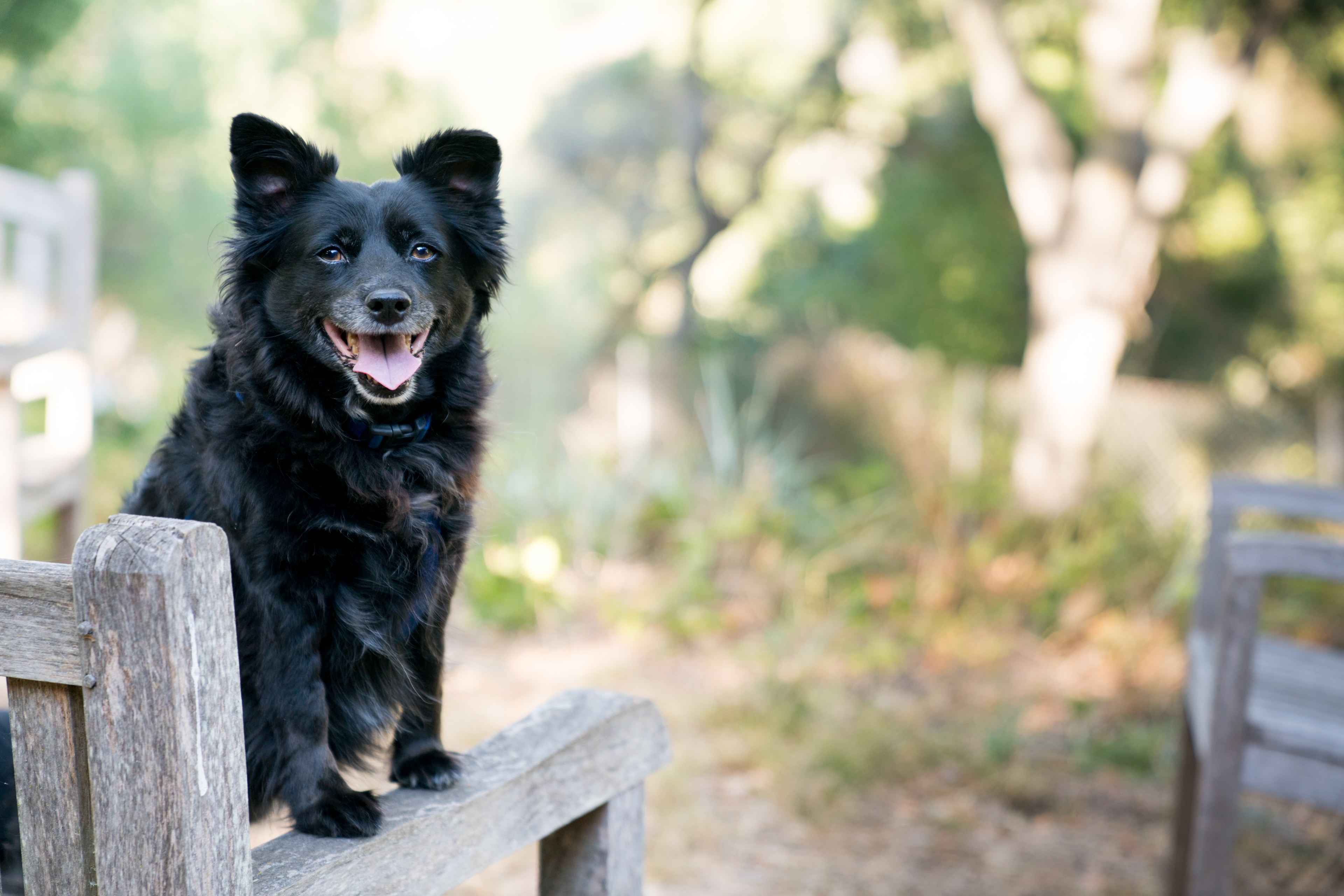 lance the spitz mix on a bench 4k, HD Wallpaper