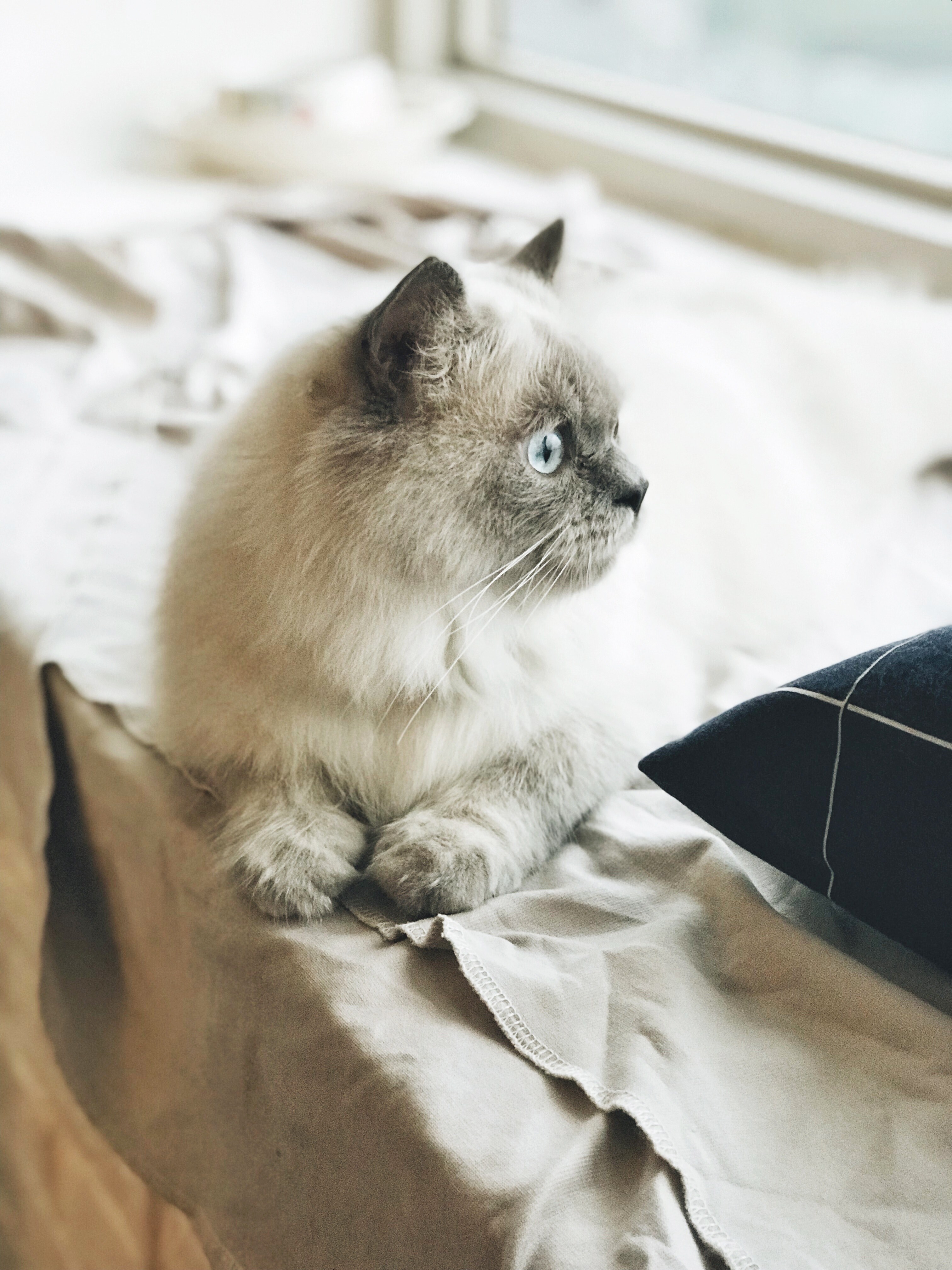 free cat photo by tranmautritam 4k, Phone HD Wallpaper