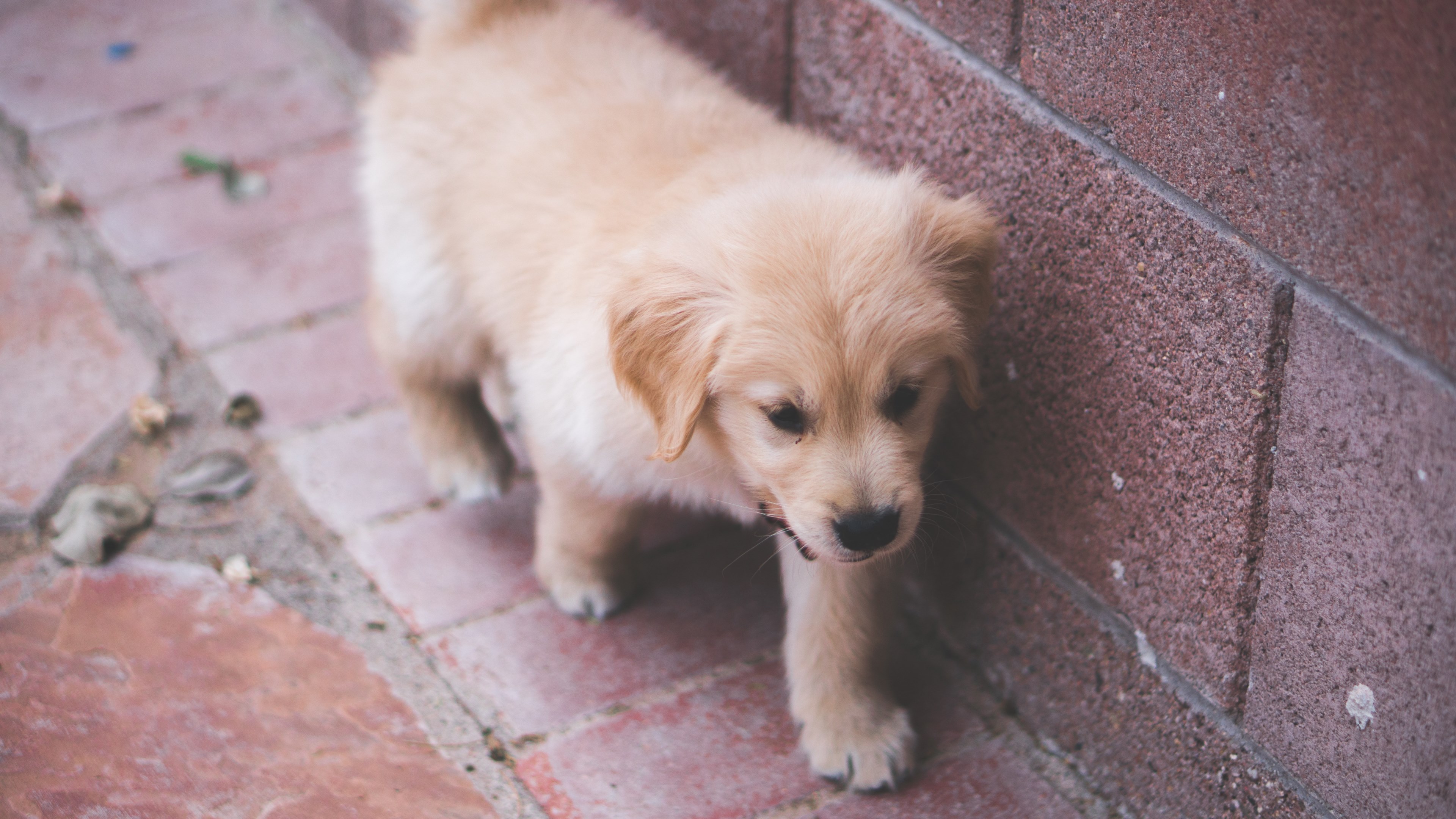 dog puppy canine and pet 4k, HD Wallpaper