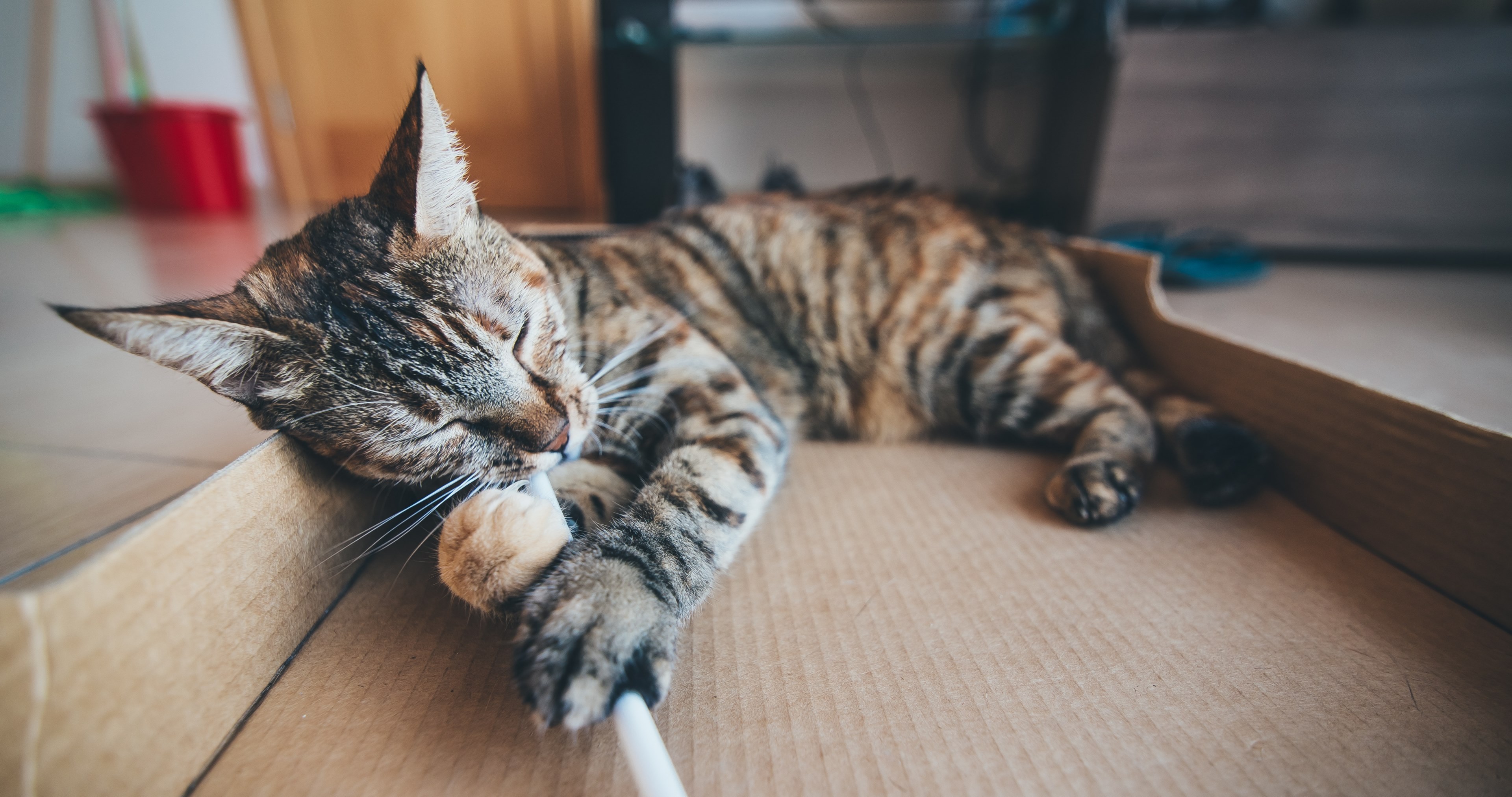 cat kitten pet and feline 4k, HD Wallpaper