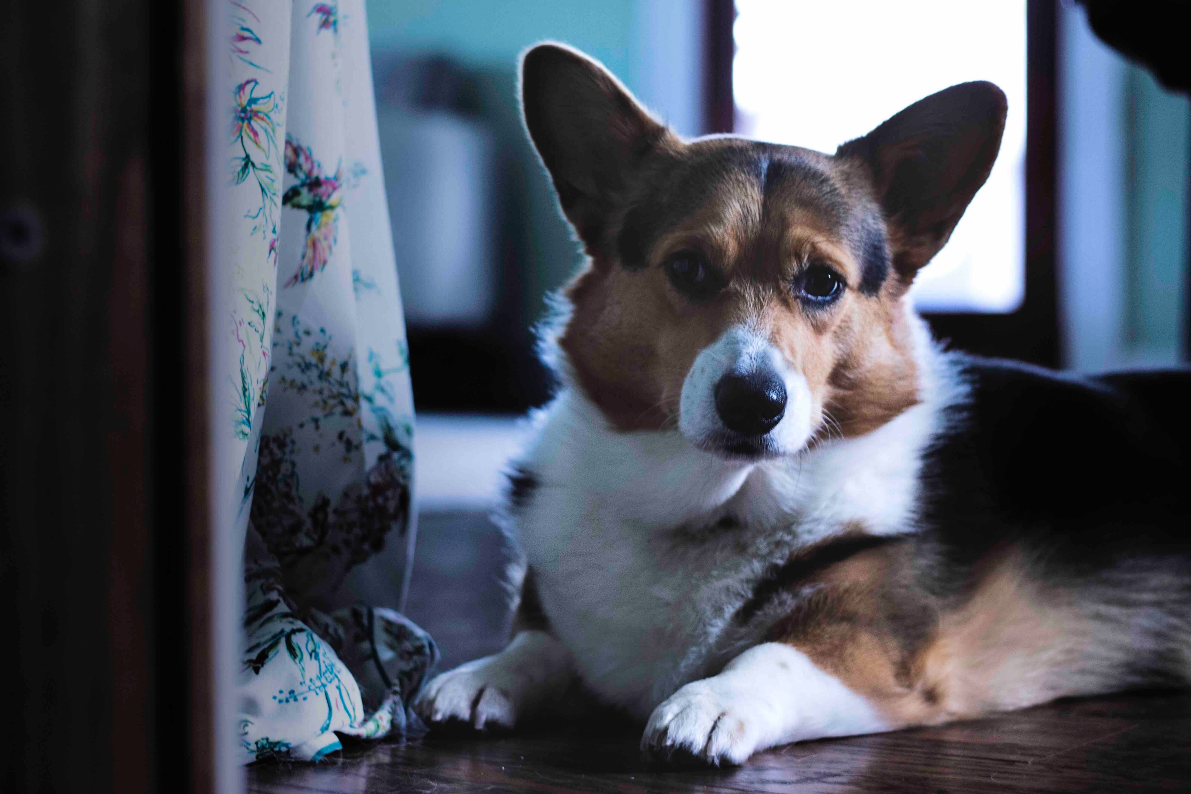 louie waits 4k, HD Wallpaper