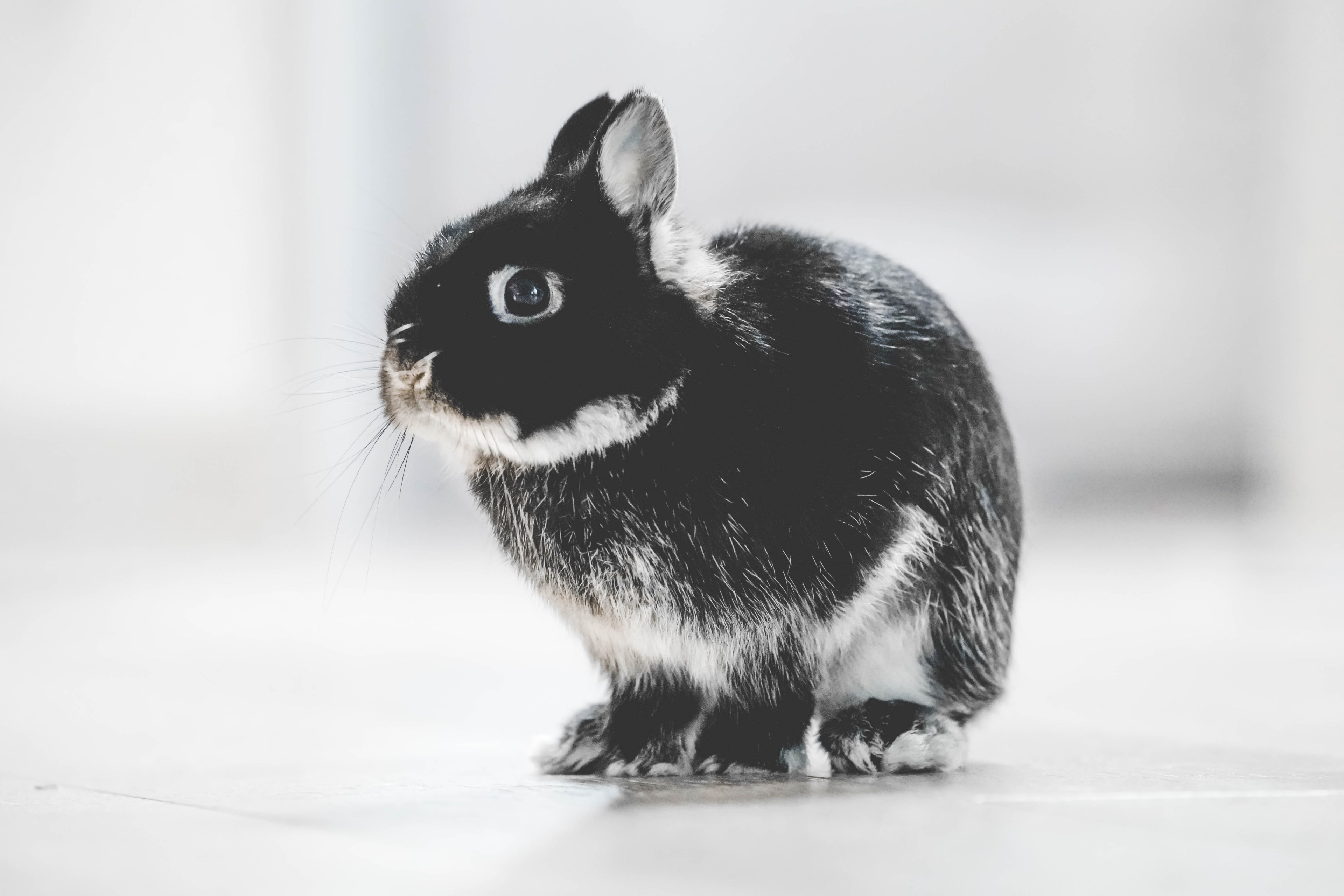 black and white macro of baby pet bunny rabbit in menlo park, guinness the bunny 4k, HD Wallpaper