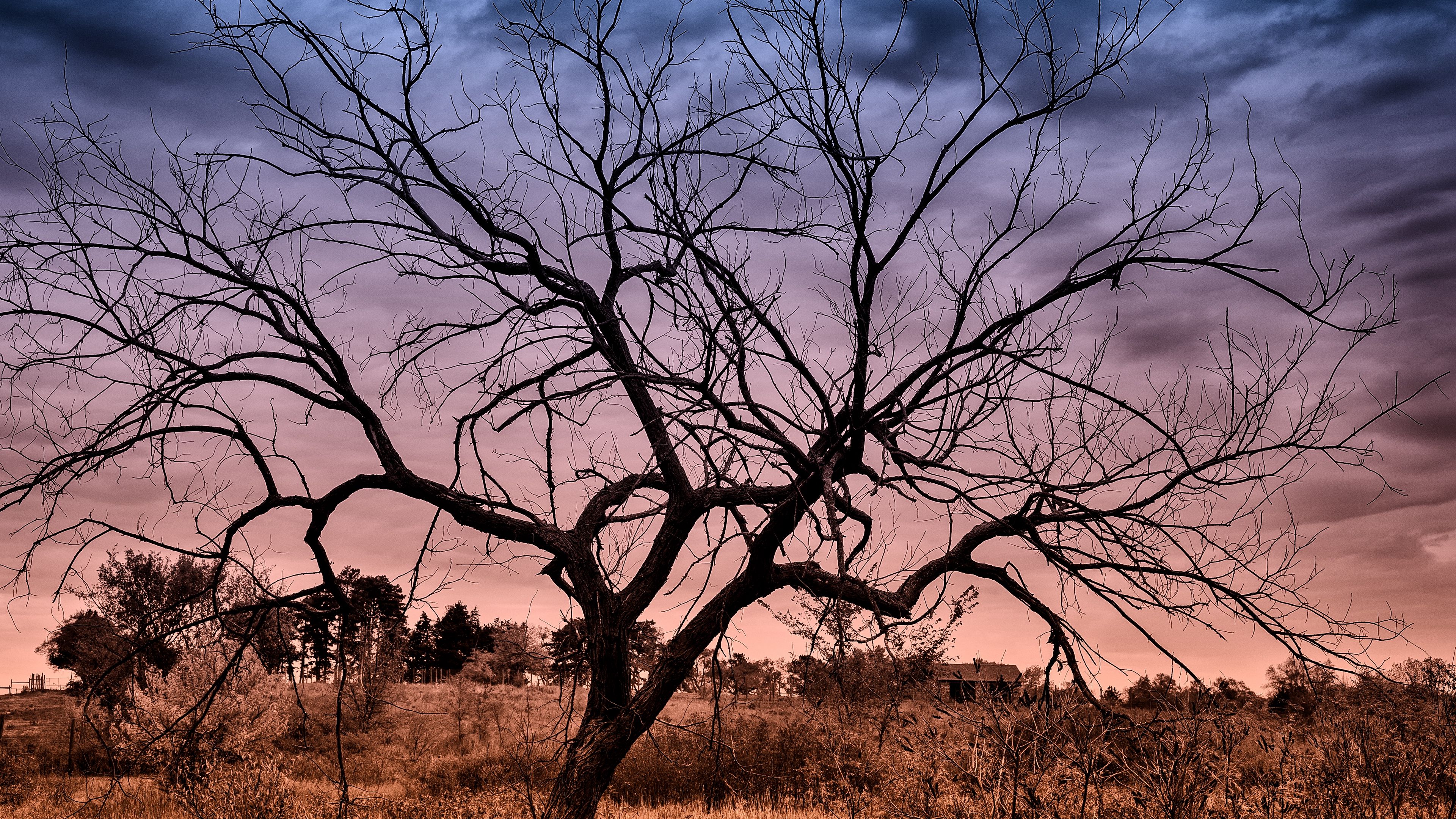 autumn, sunset, clouds, tree, landscape, 4k, HD Wallpaper
