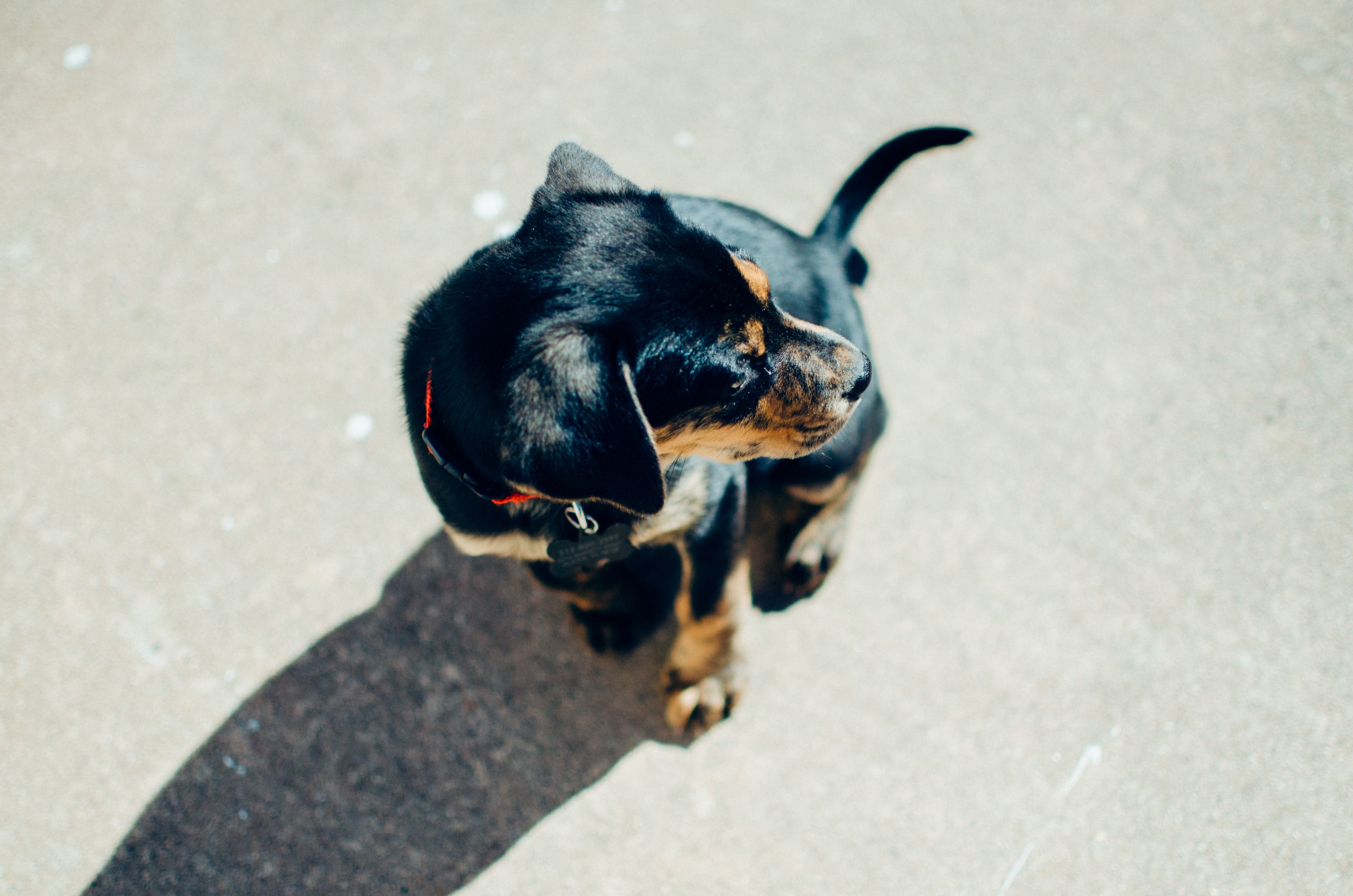 dog puppy pet and animal 4k, HD Wallpaper
