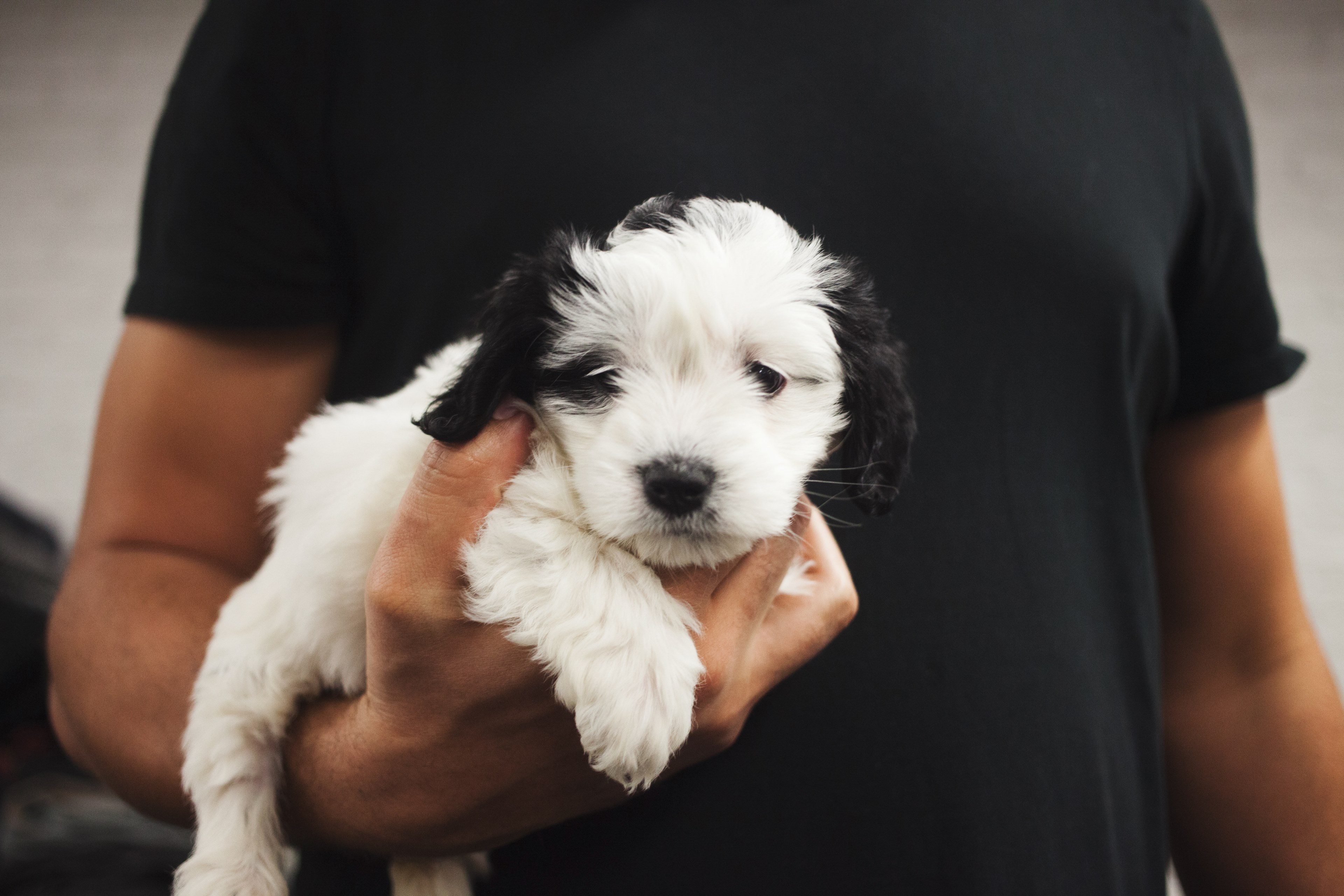 puppy pet holding puppy and dog 4k, HD Wallpaper