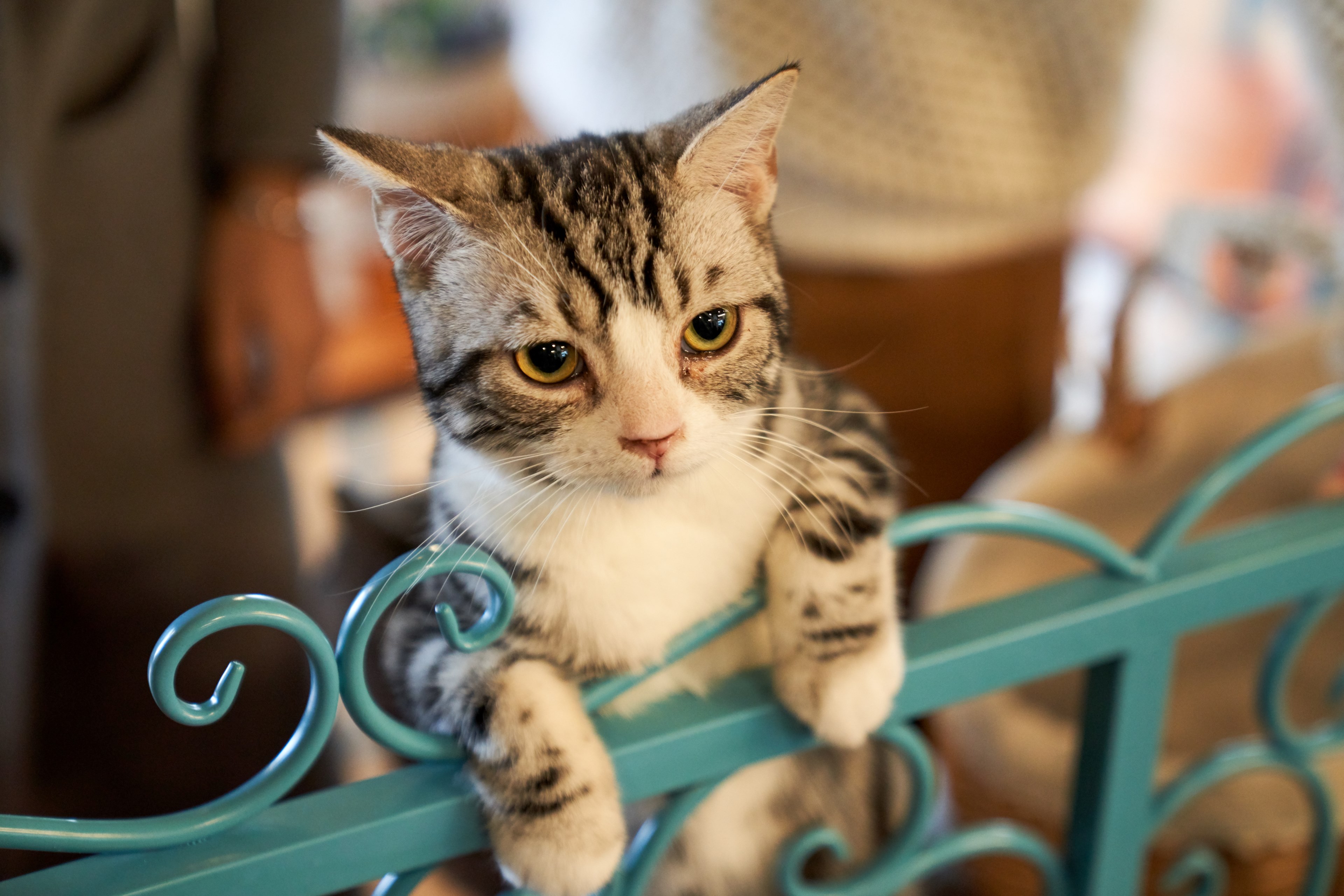 cat kitten pet and feline 4k, HD Wallpaper