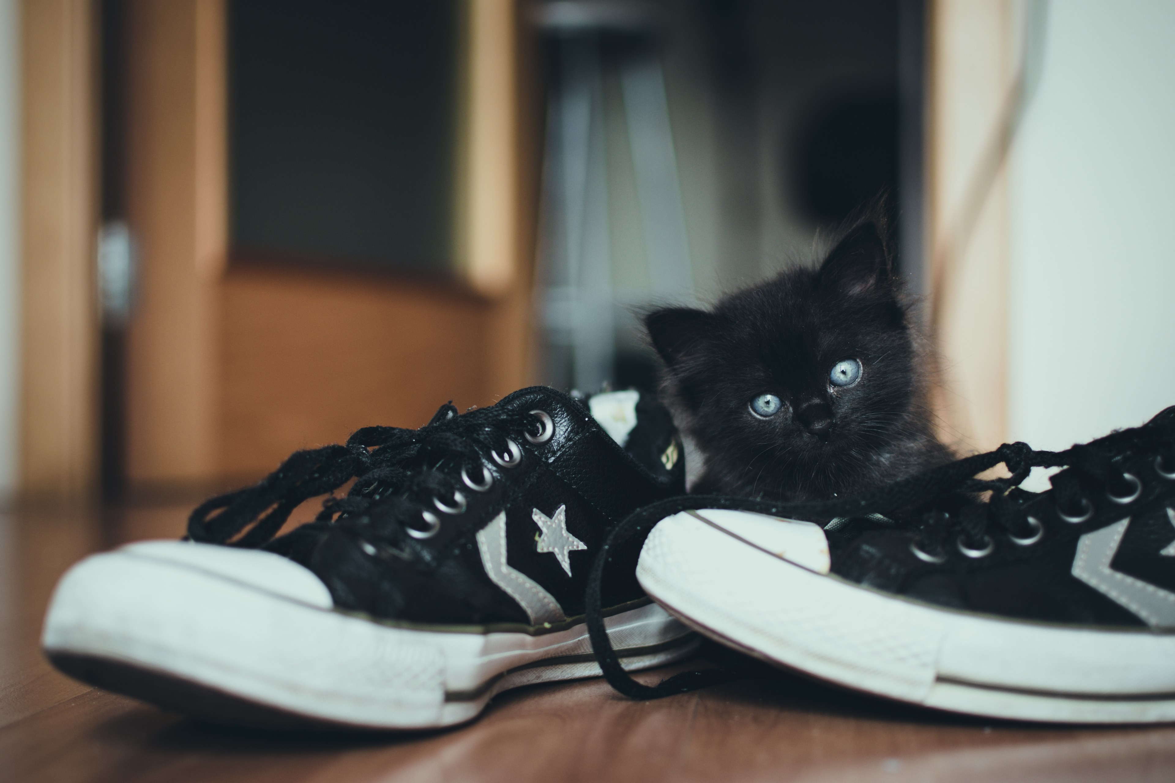 a black blue eyed kitten sitting behind a pair of sneakers, kitten behind shoes 4k, HD Wallpaper