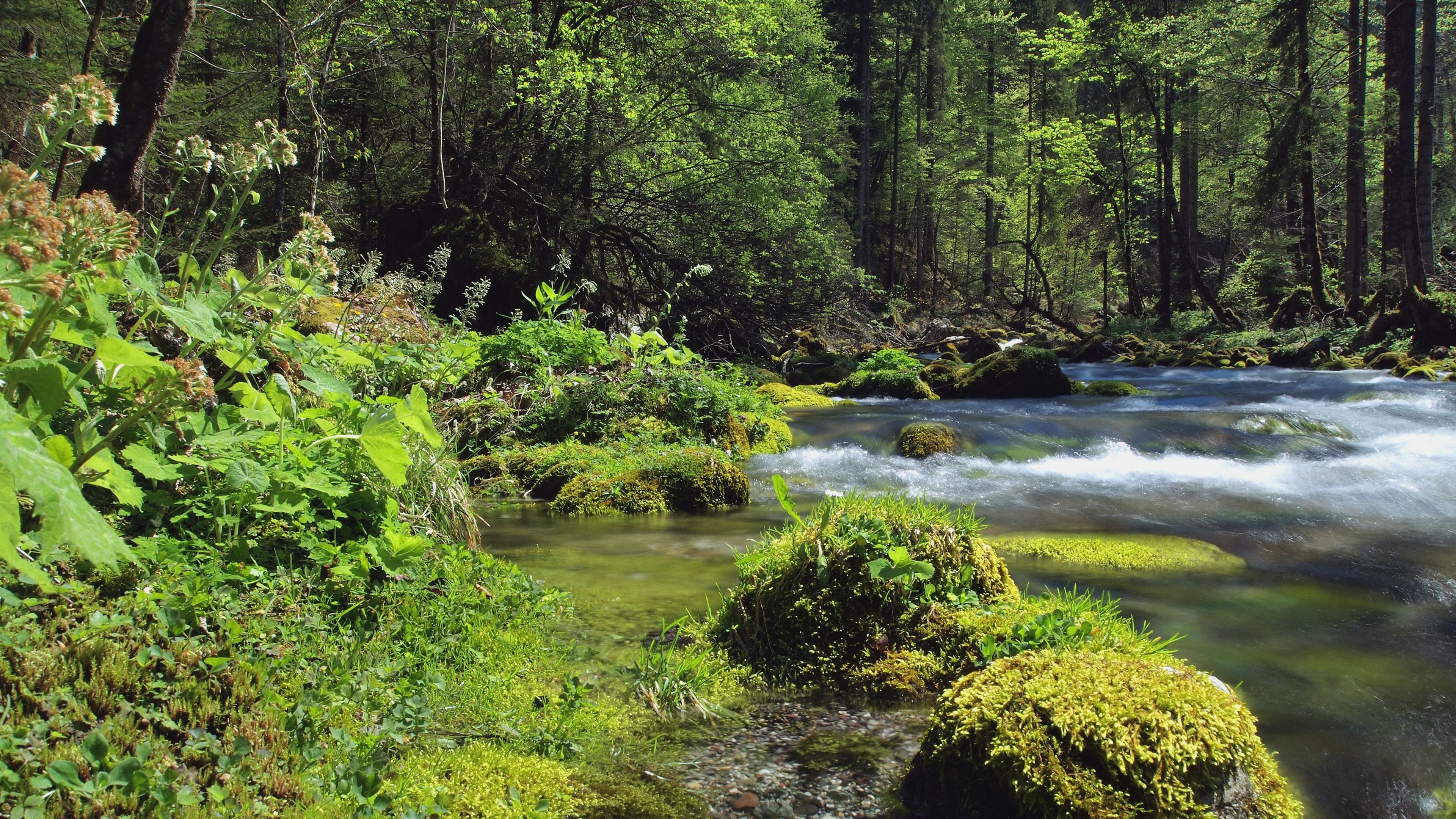forest, river, landscape, 4k, HD Wallpaper