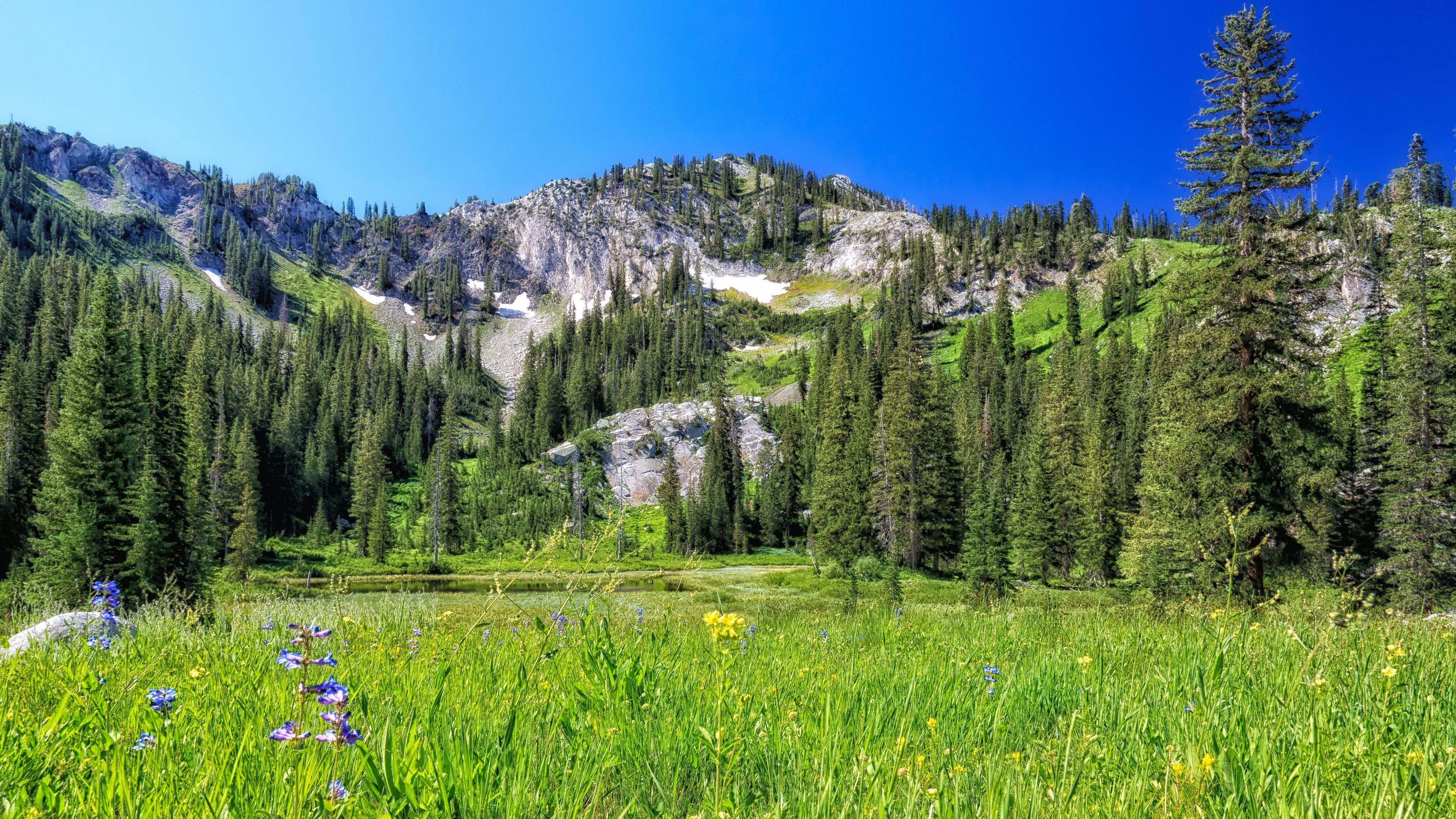 mountain, field, trees, landscape, 4k, HD Wallpaper